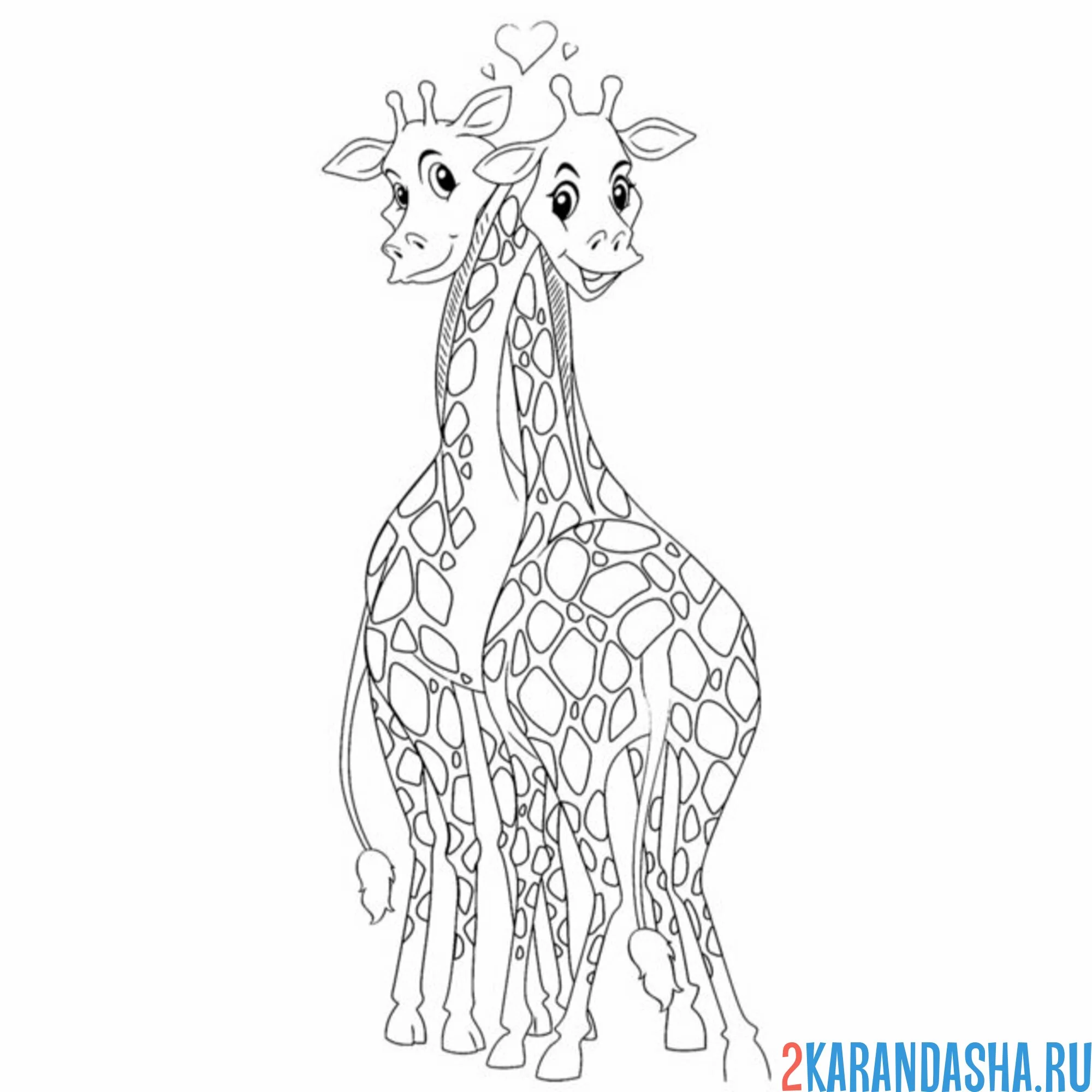 Раскраска влюбленные жирафы