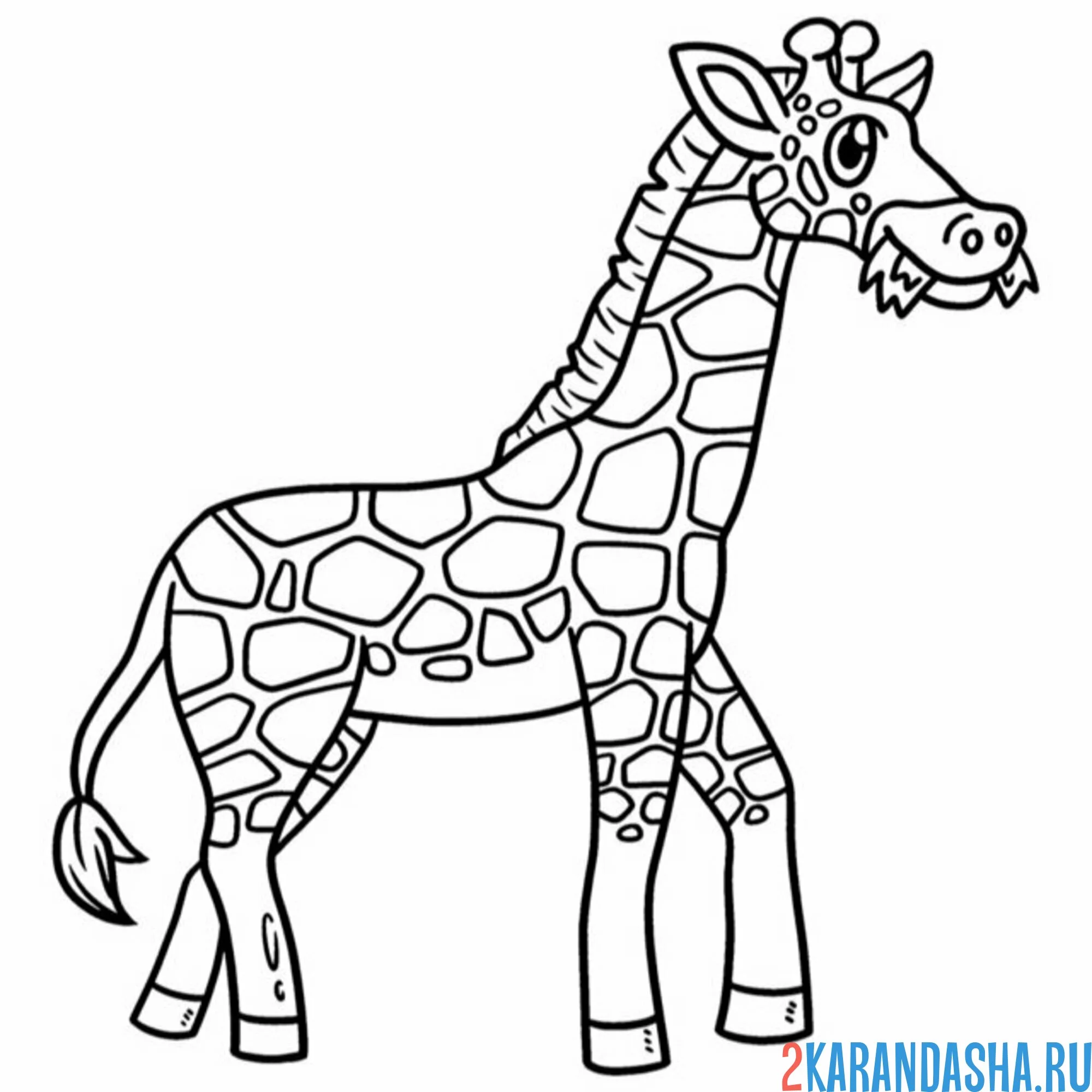 Раскраска жираф сбоку