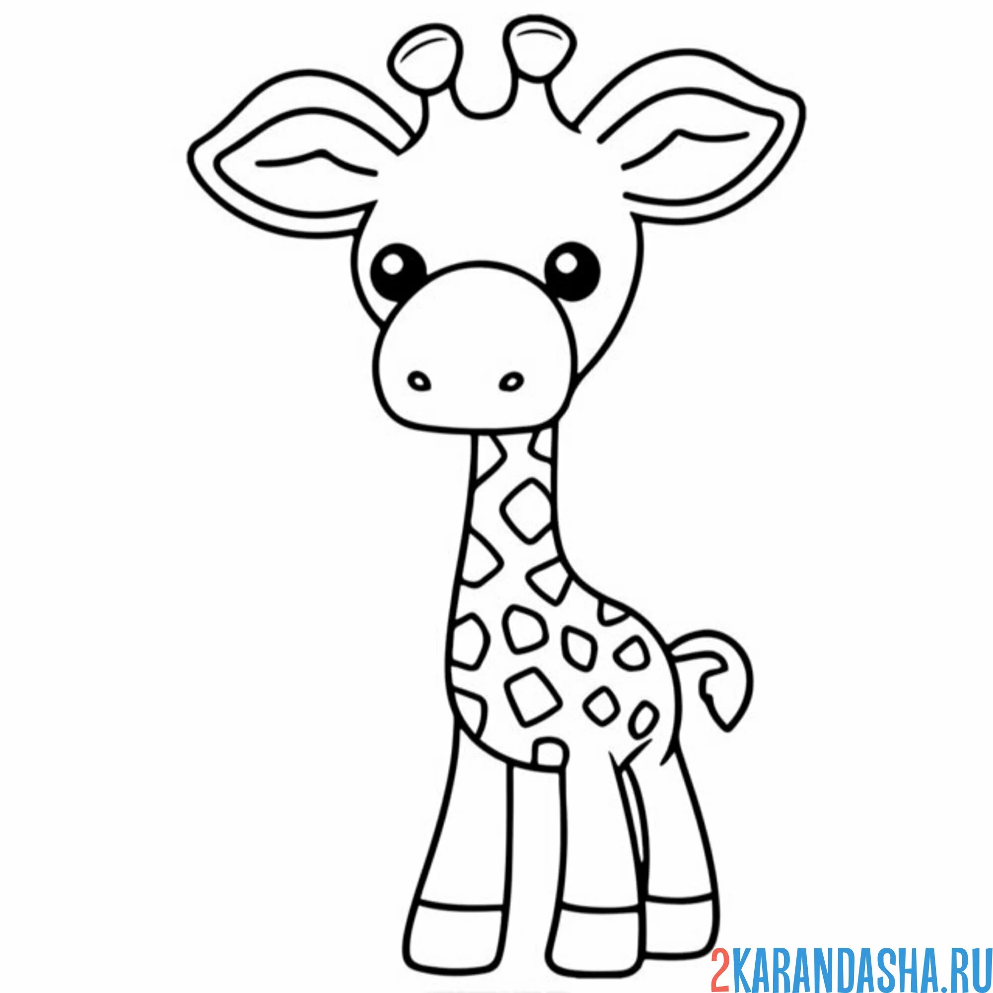 Раскраска жираф с большими ушами