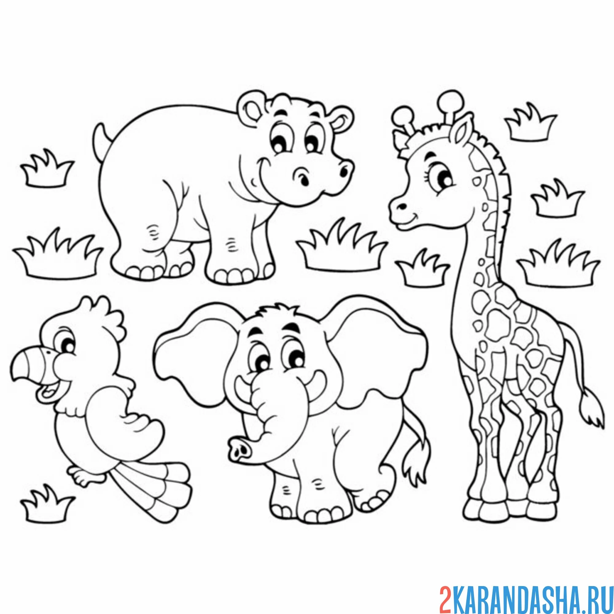 Раскраска попугай, бегемот, слон и жираф