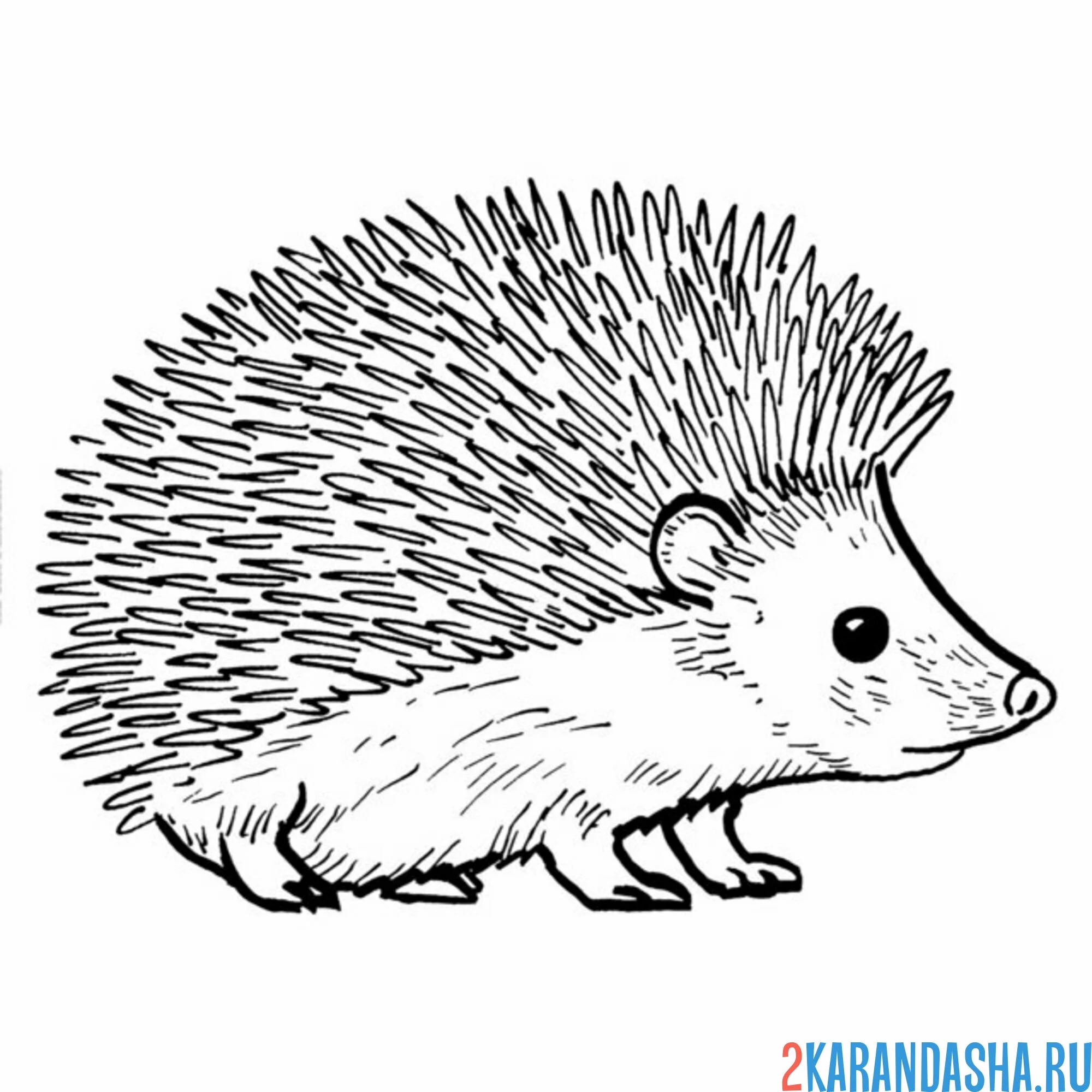 Раскраска колючий ежик