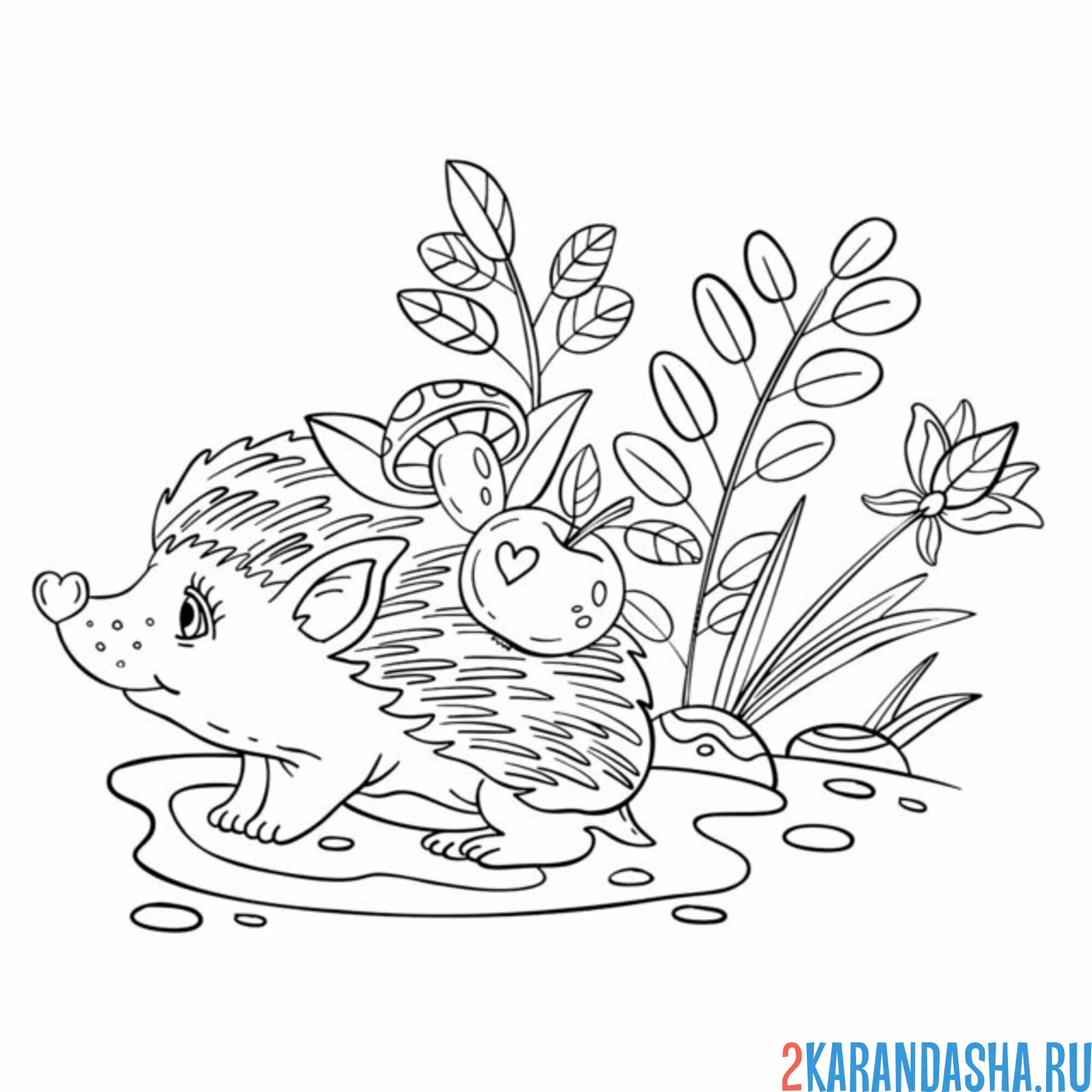 Раскраска ежик нос сердечком