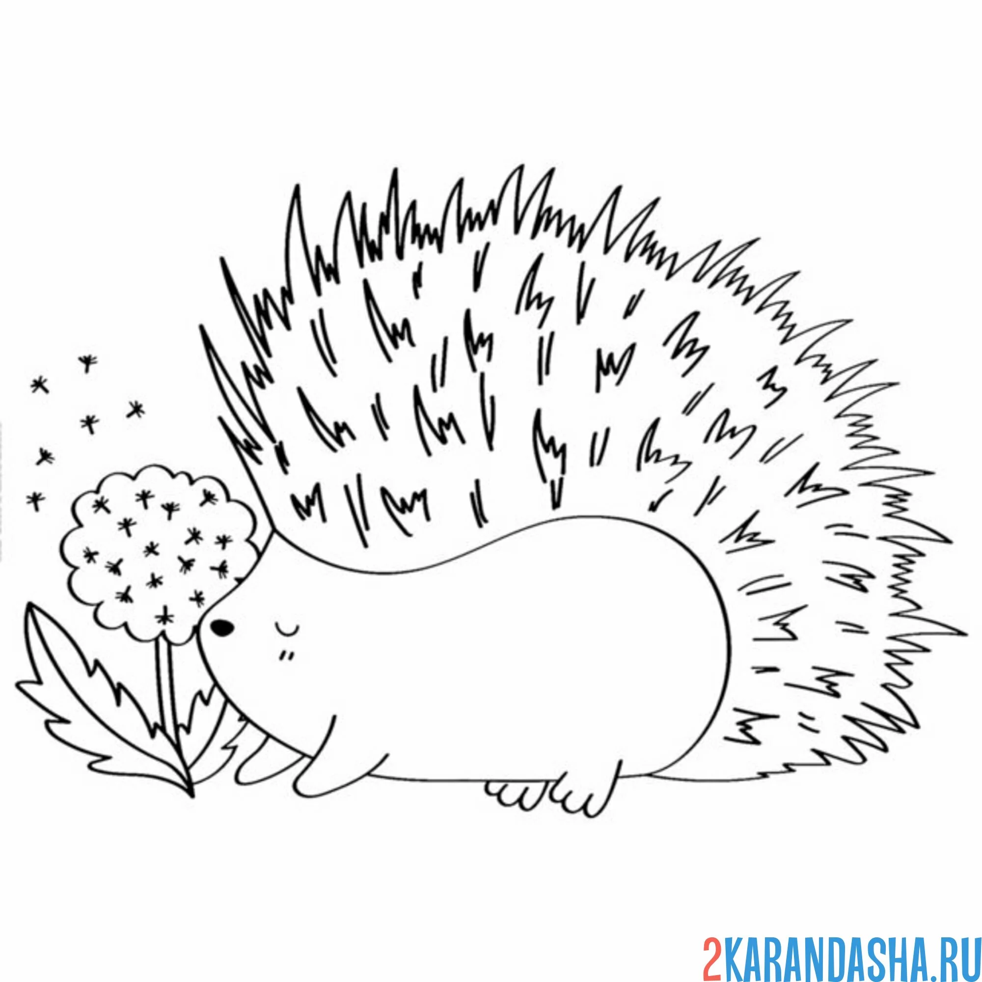 Раскраска ежик и одуванчик