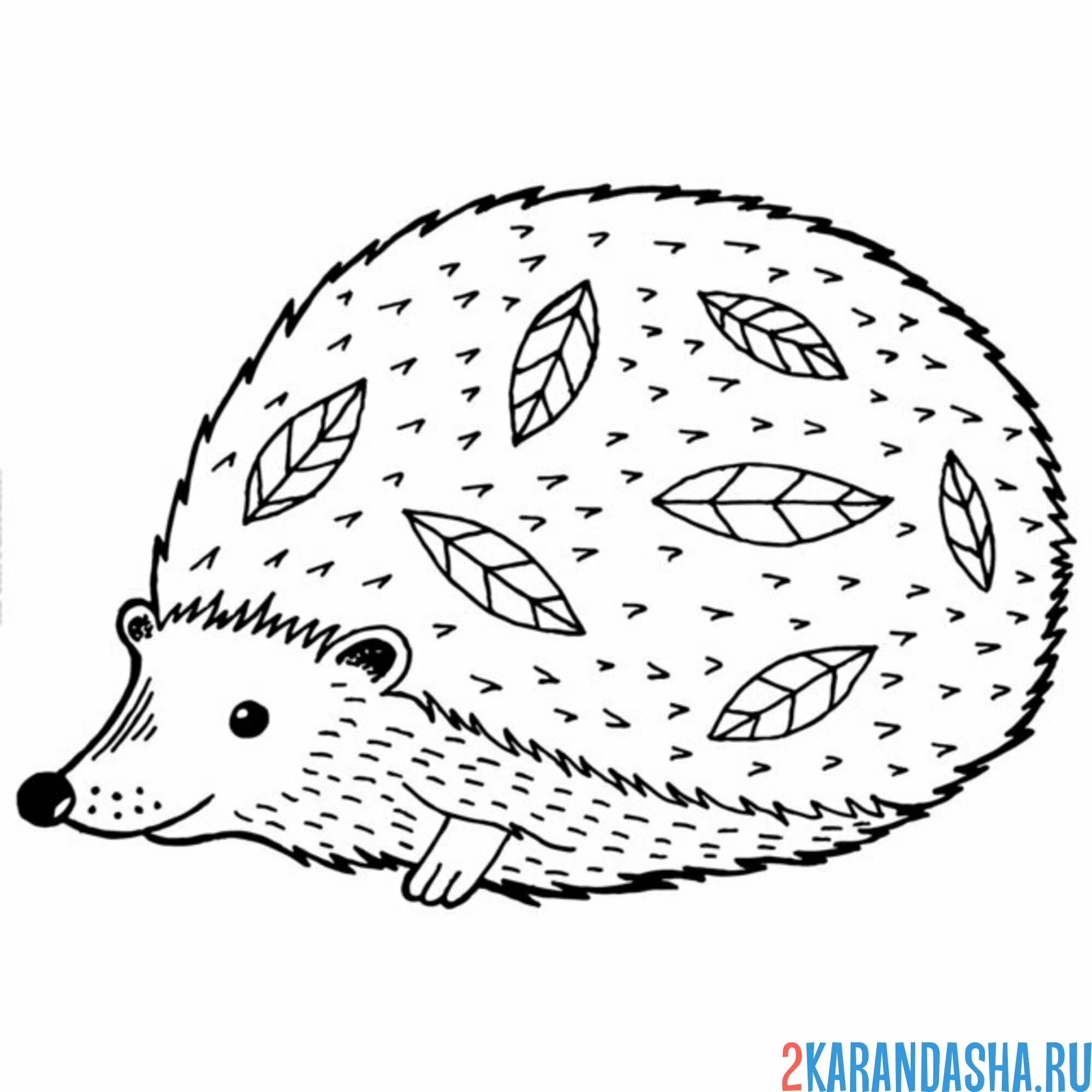 Раскраска осенний ежик с листьями