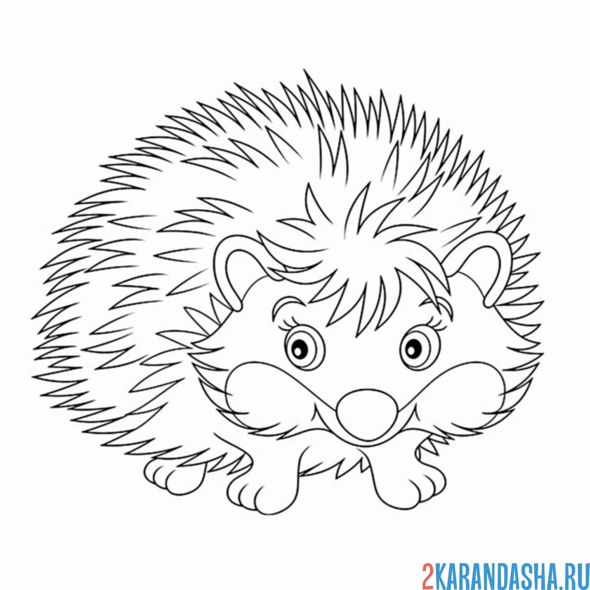 Раскраска ежик распушил иголки