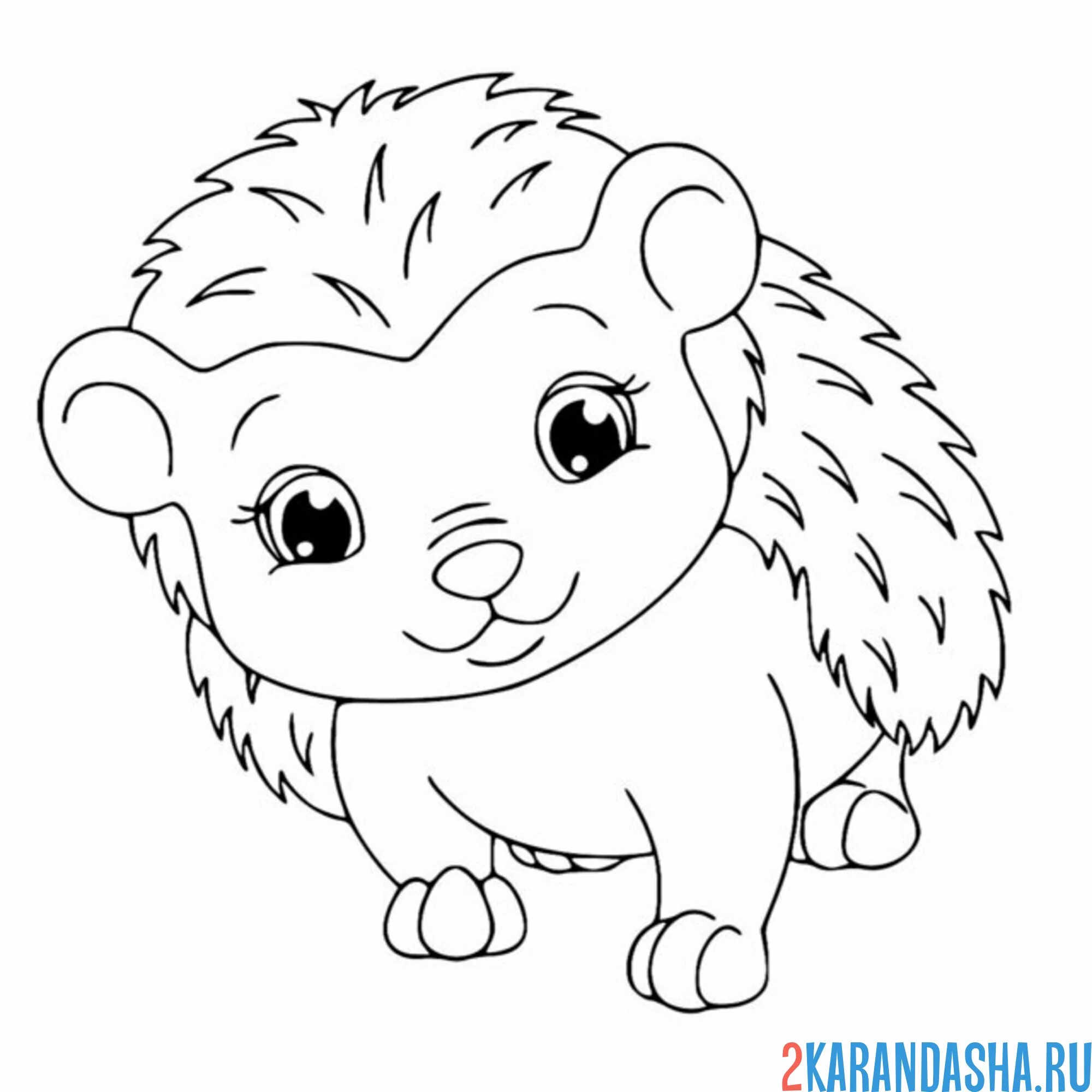 Раскраска красивый ежик