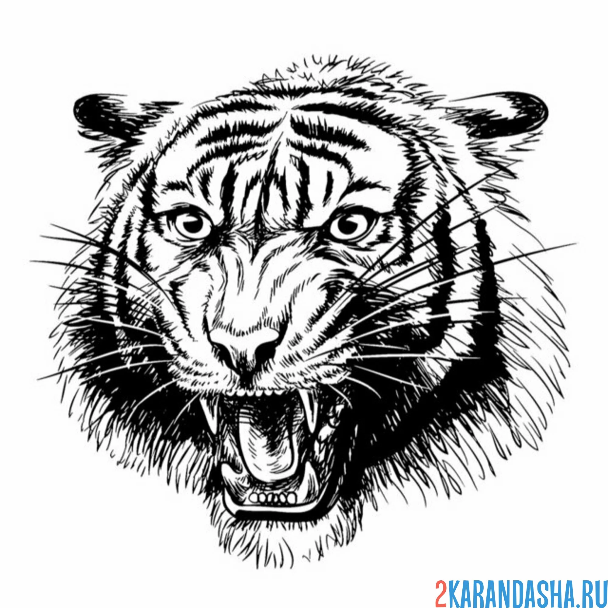 Раскраска голова тигра рррр