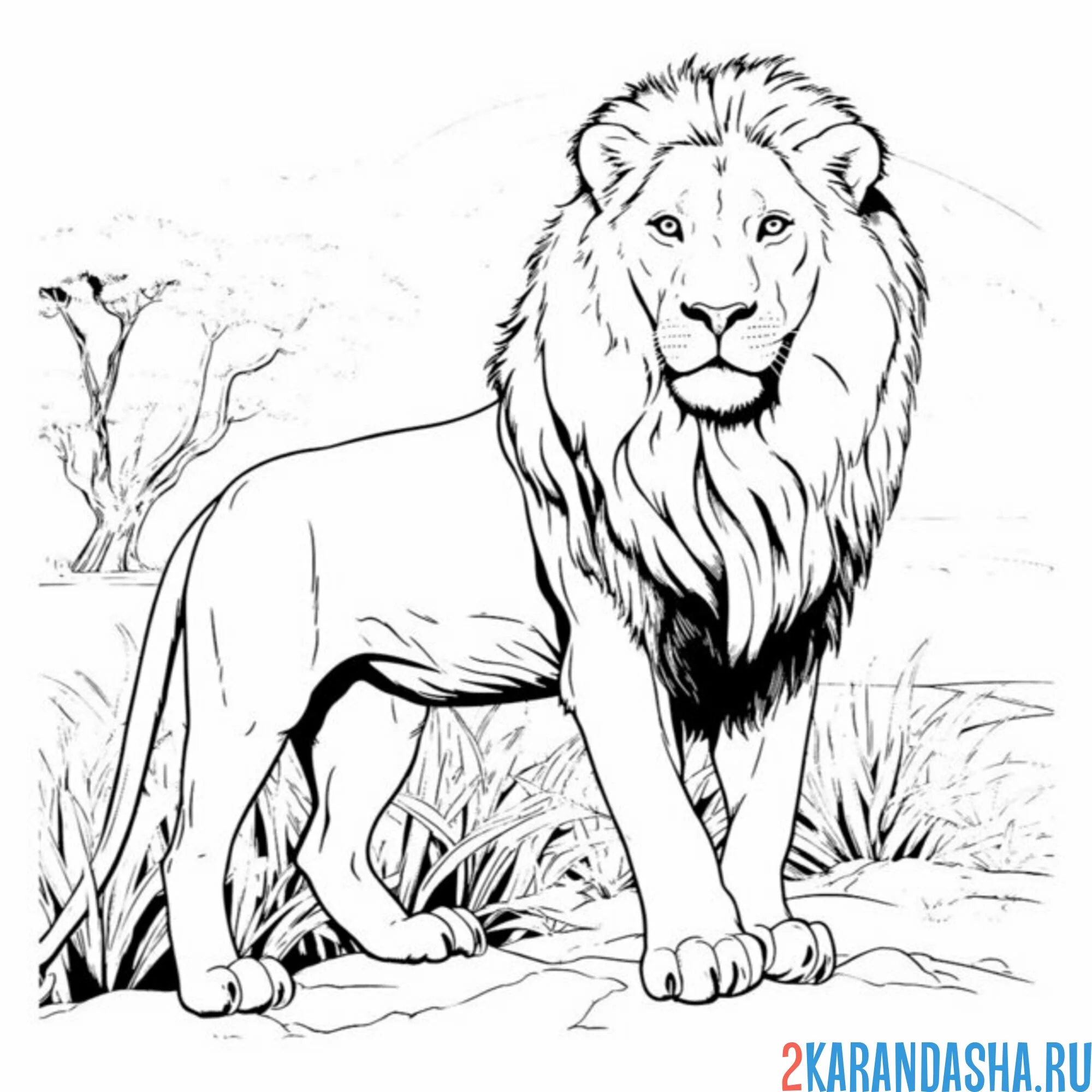 Раскраска настоящий большой лев