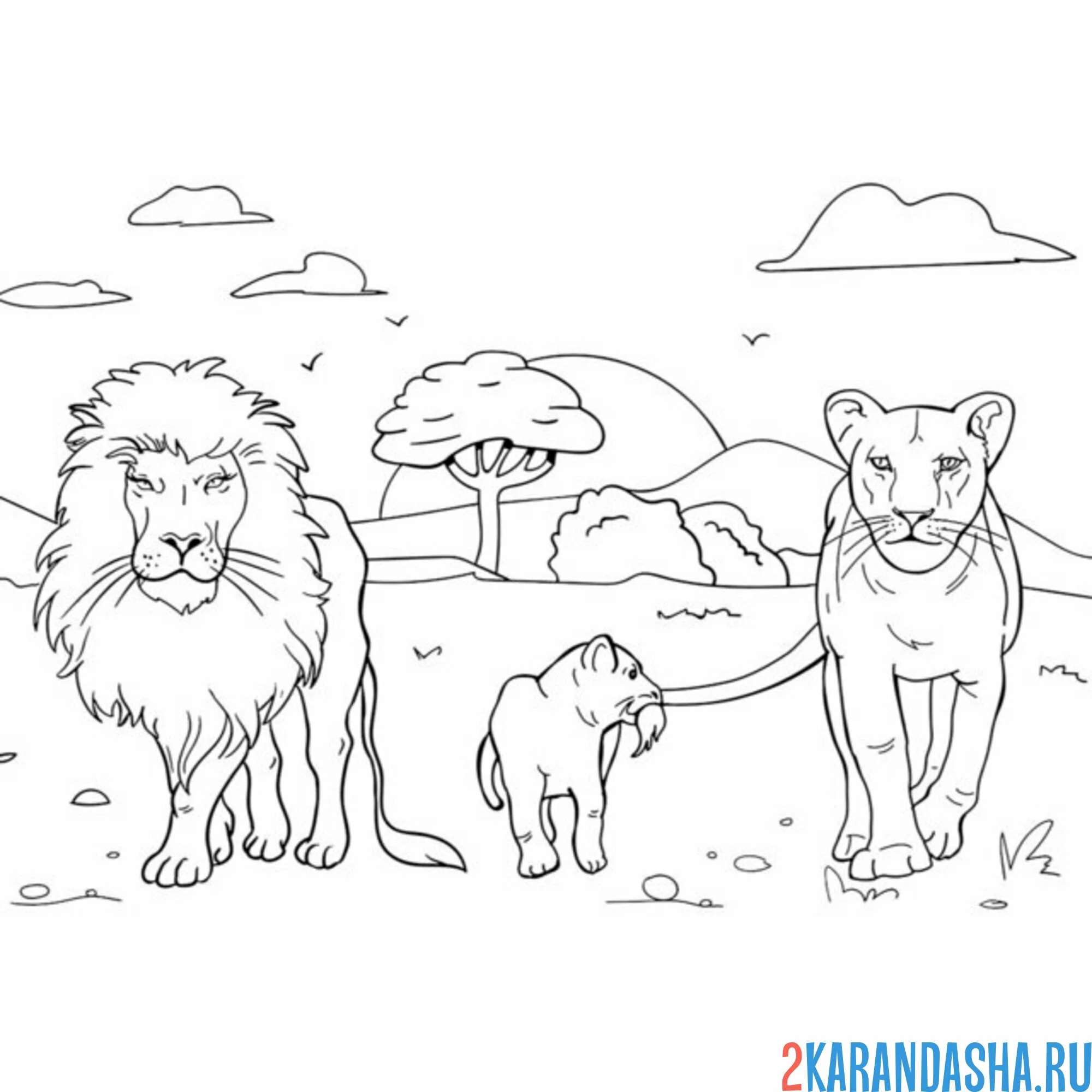 Раскраска львиная семья