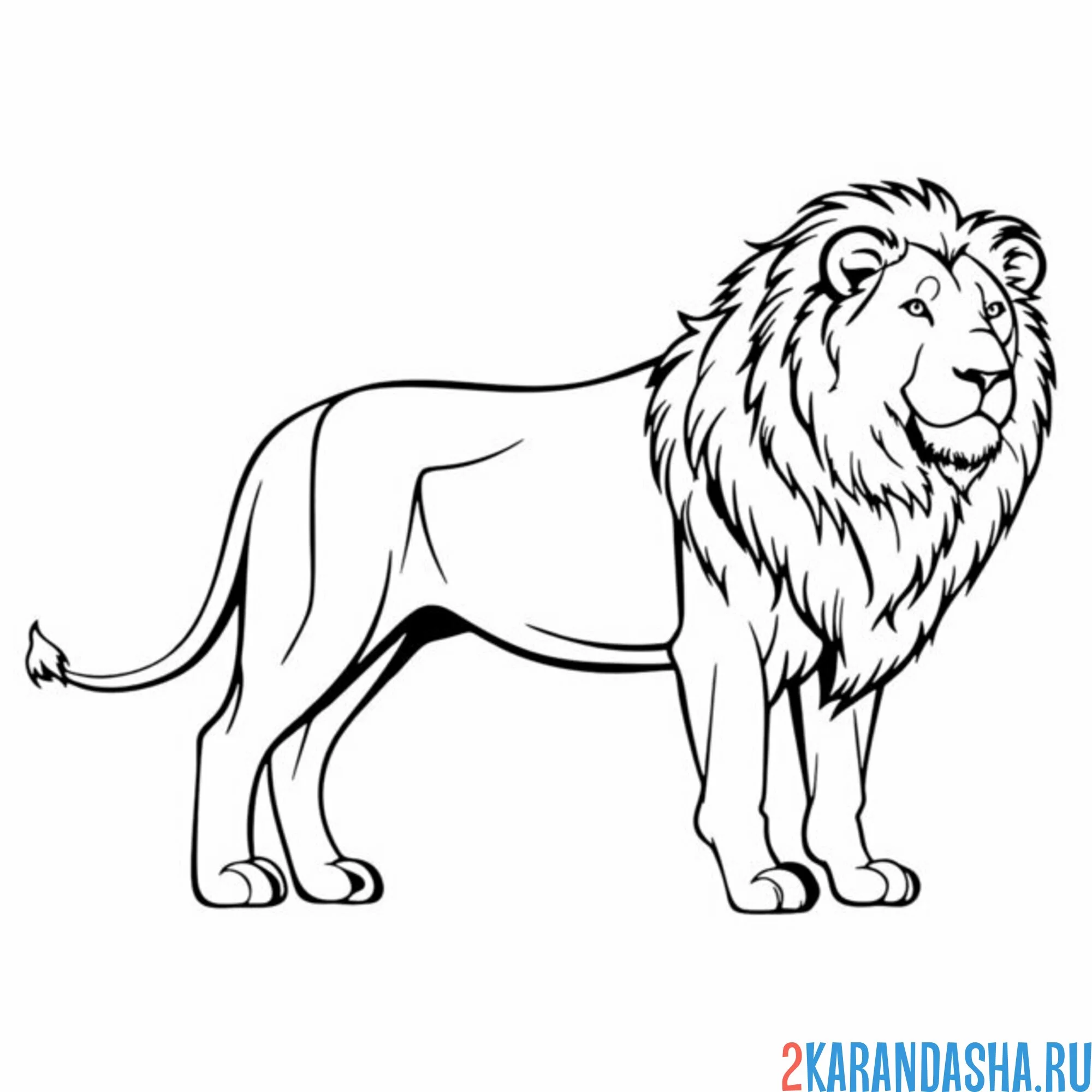 Раскраска лев царь зверей