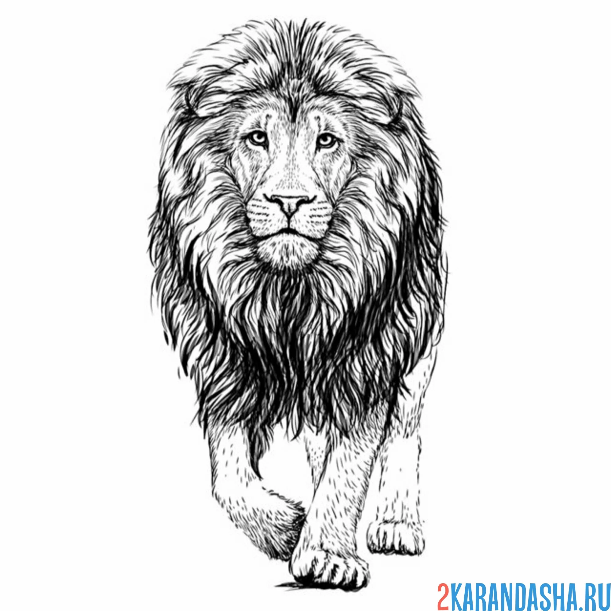 Раскраска лев шагает