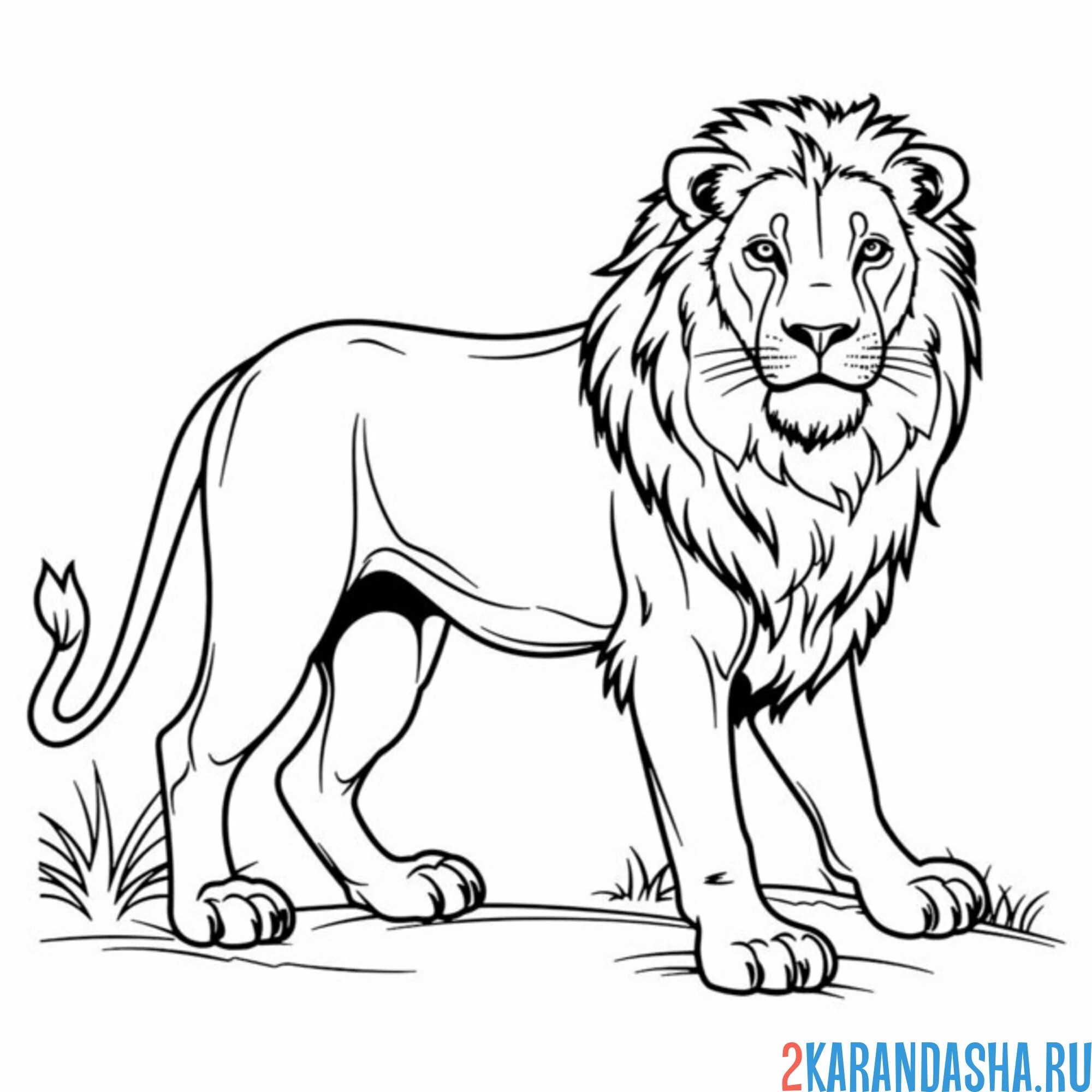 Раскраска настоящий лев с гривой