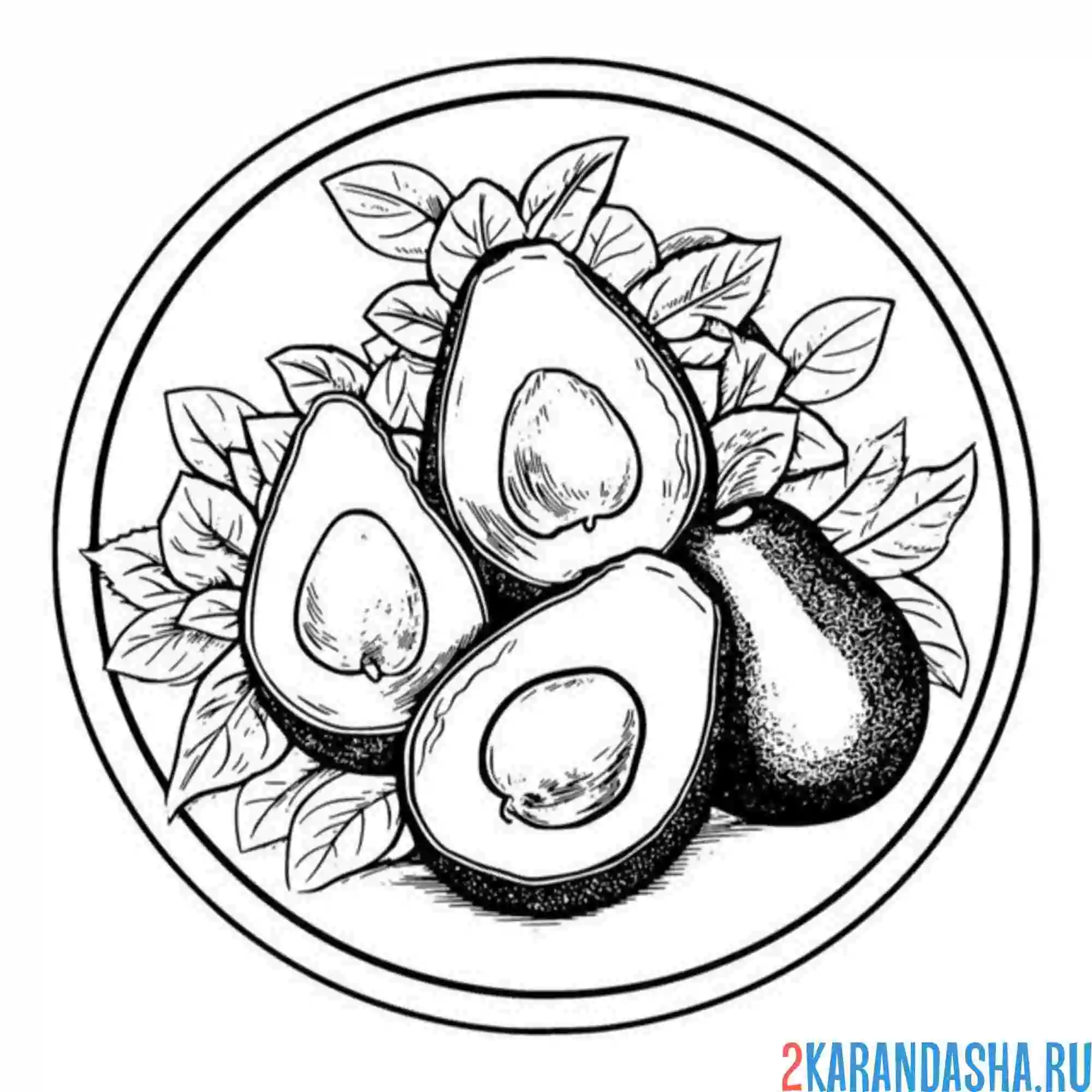 Раскраска авокадо много