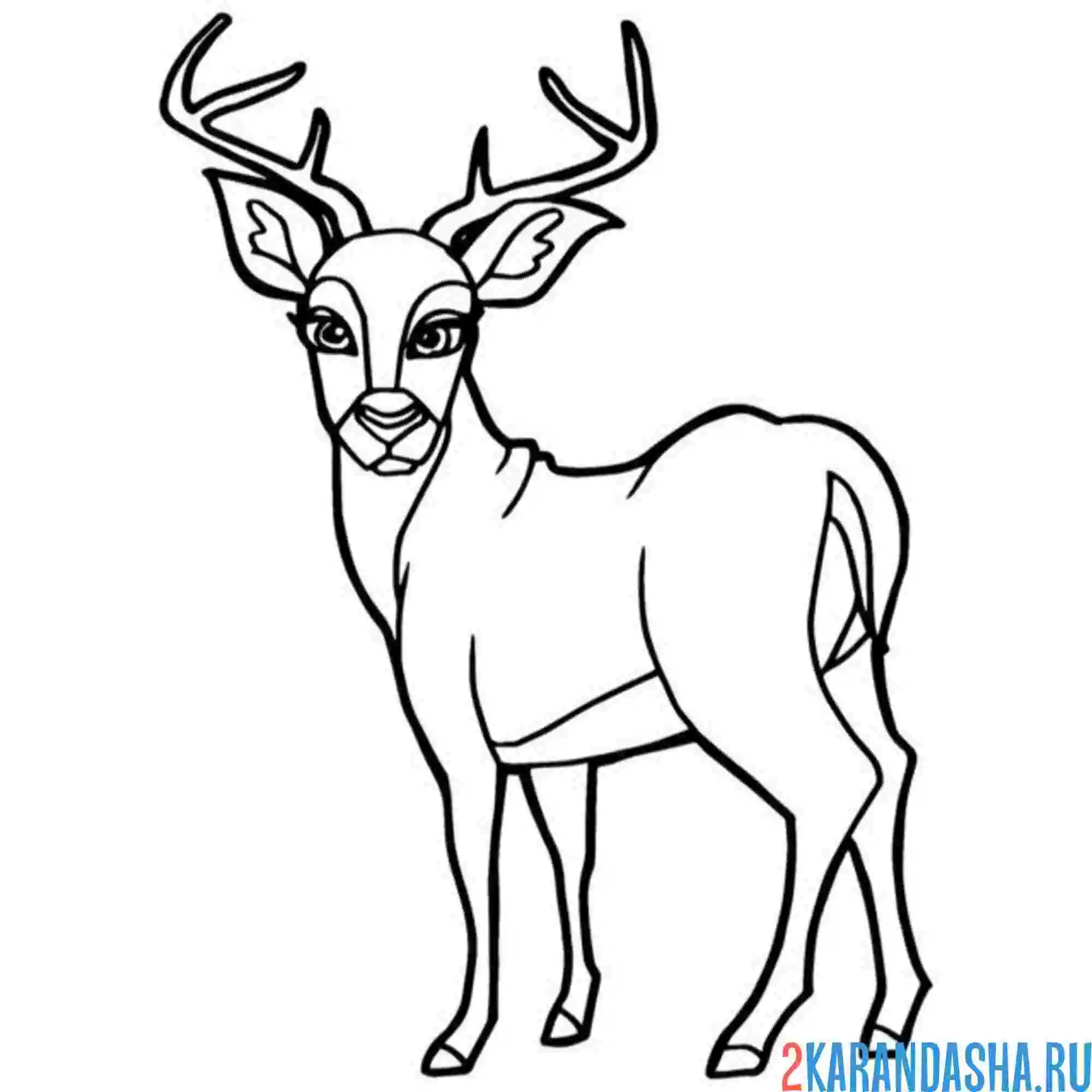 Раскраска олень с ушами