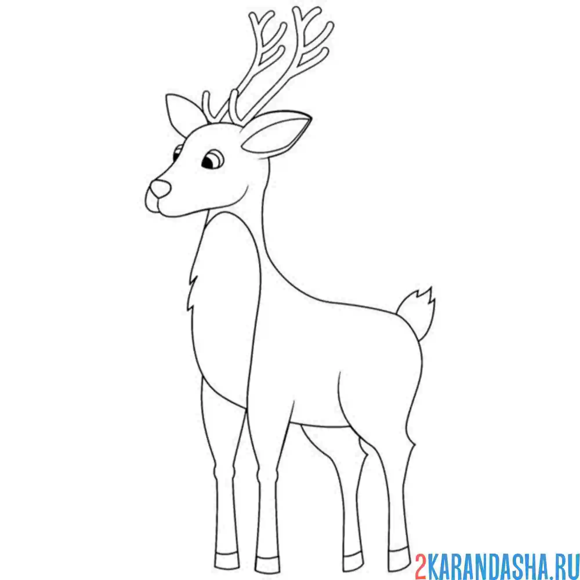 Раскраска молодой олень