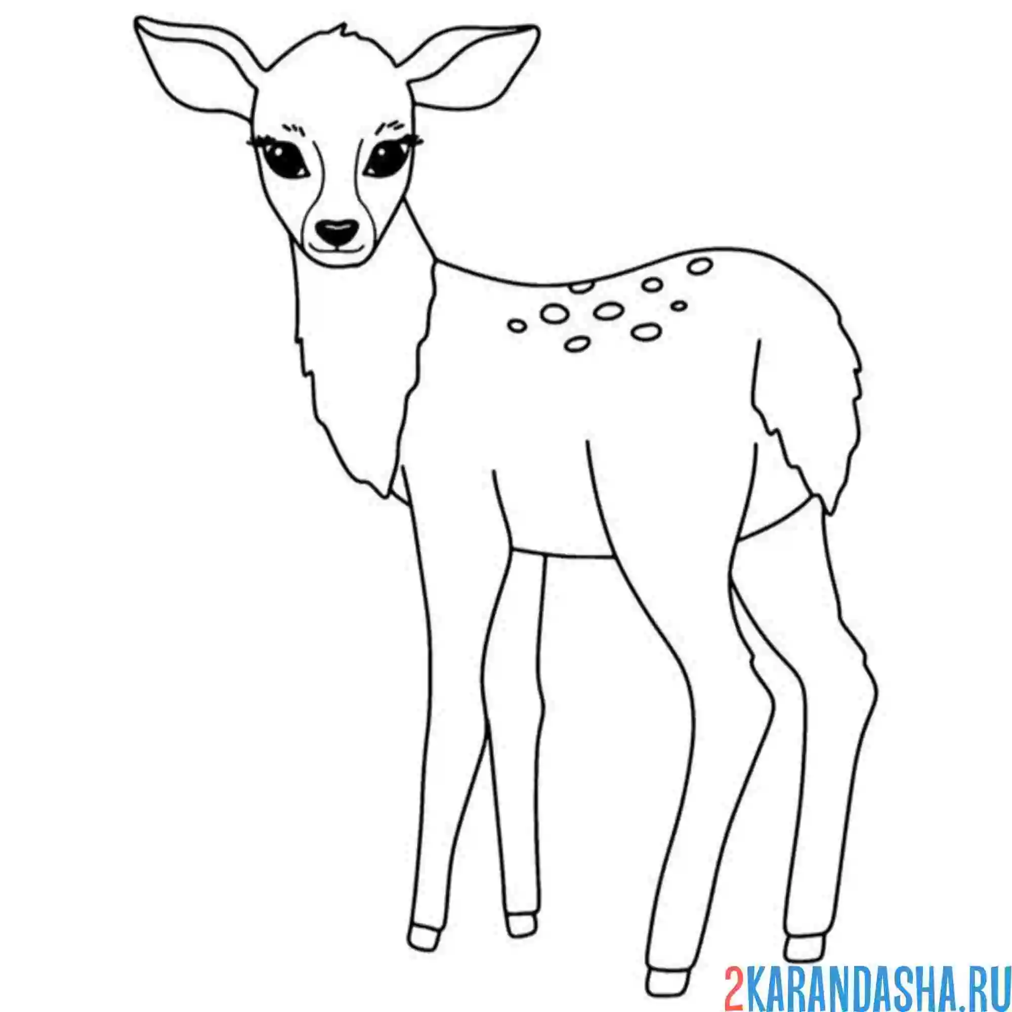 Раскраска молодой олень без рогов
