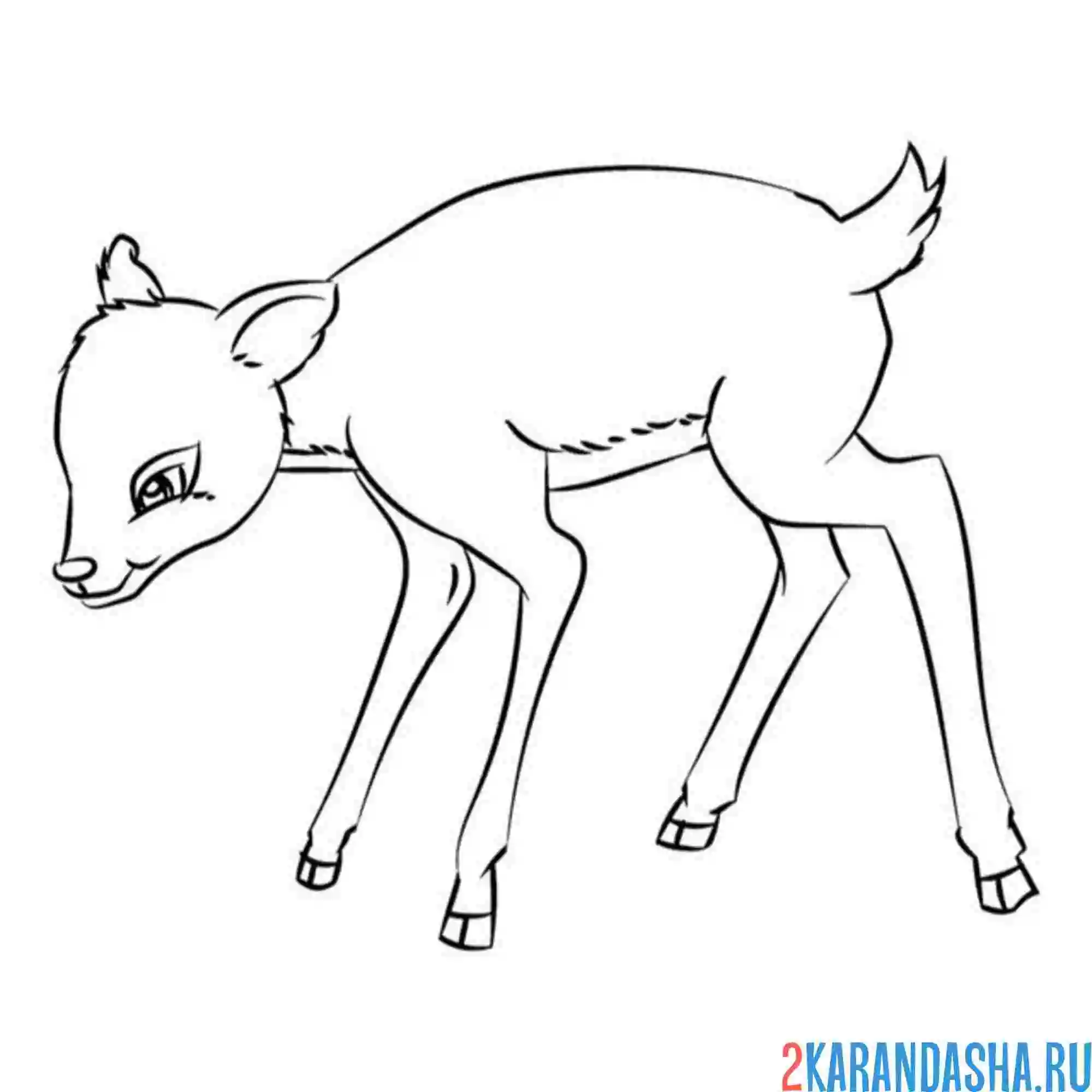 Раскраска маленький олененок без рогов
