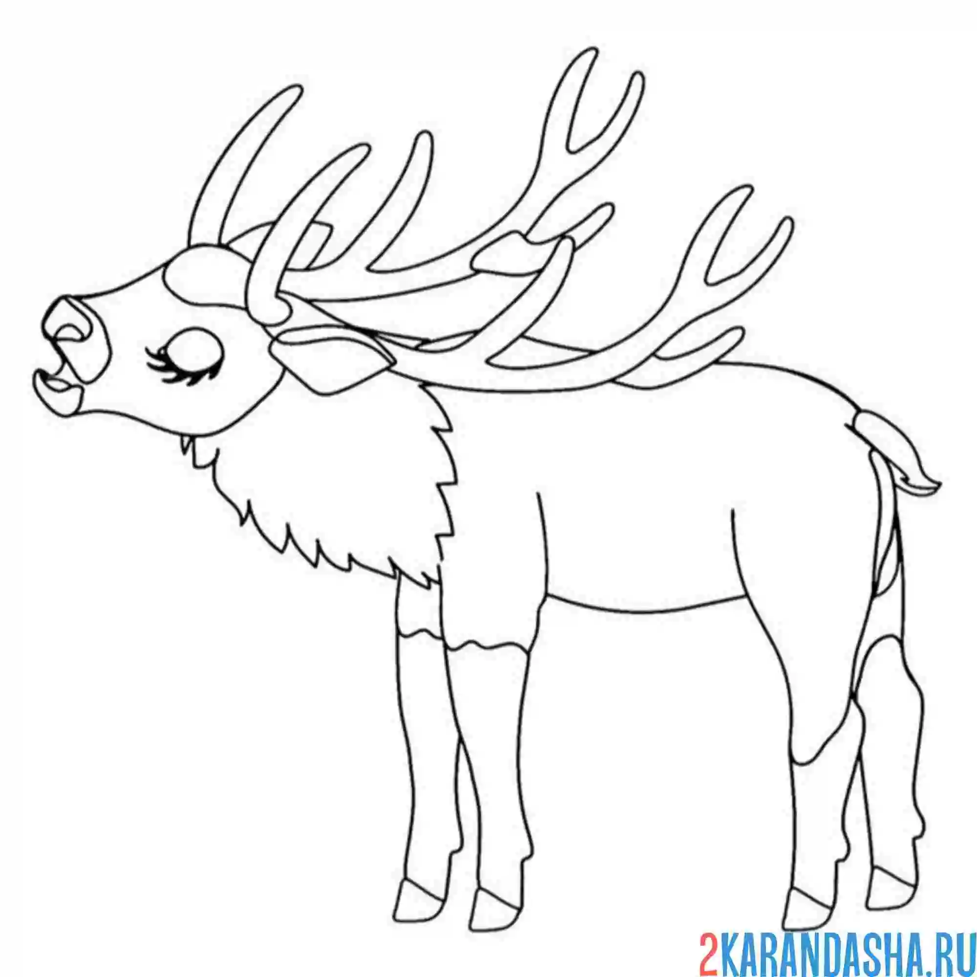Раскраска олень чешется рогами