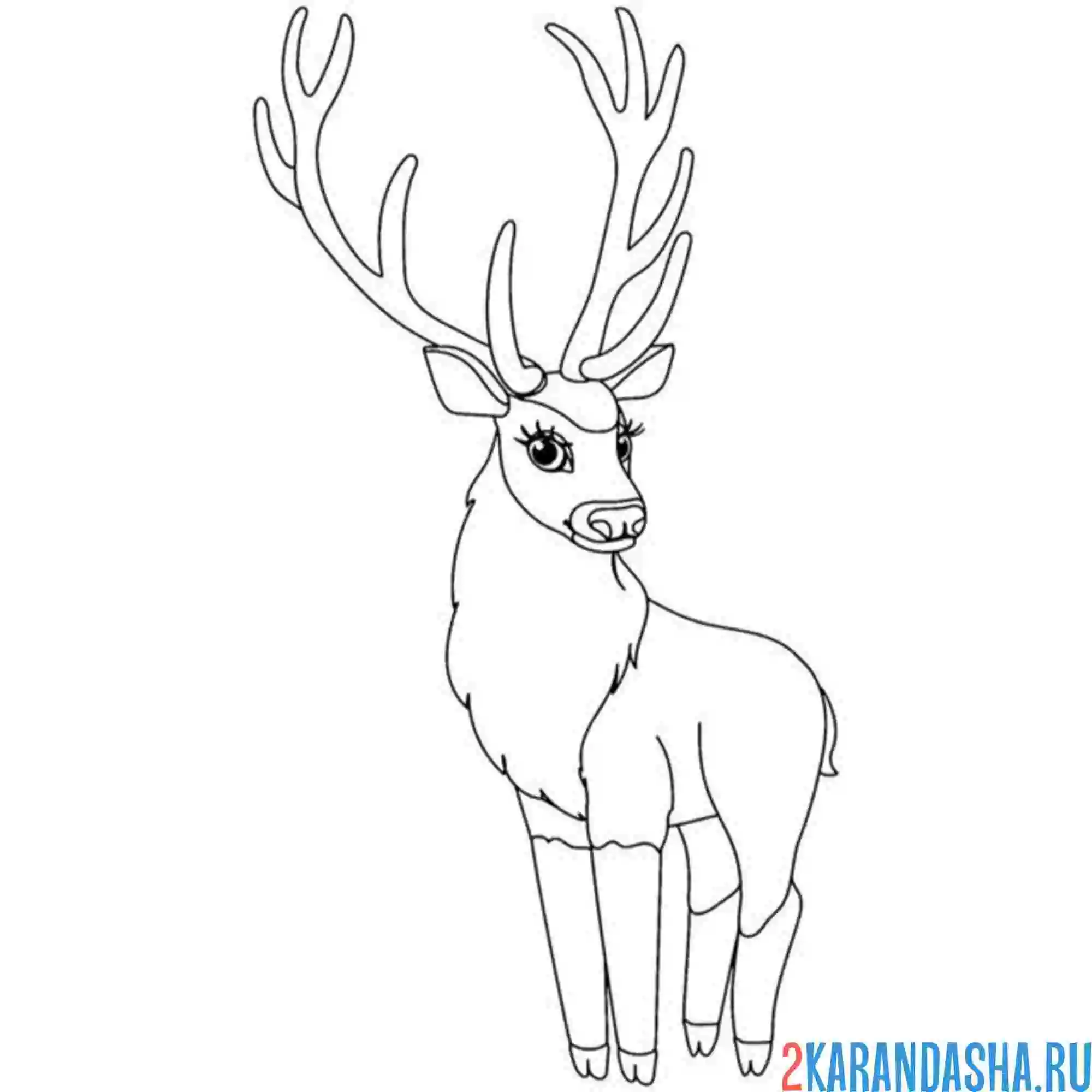 Раскраска большие рога оленя