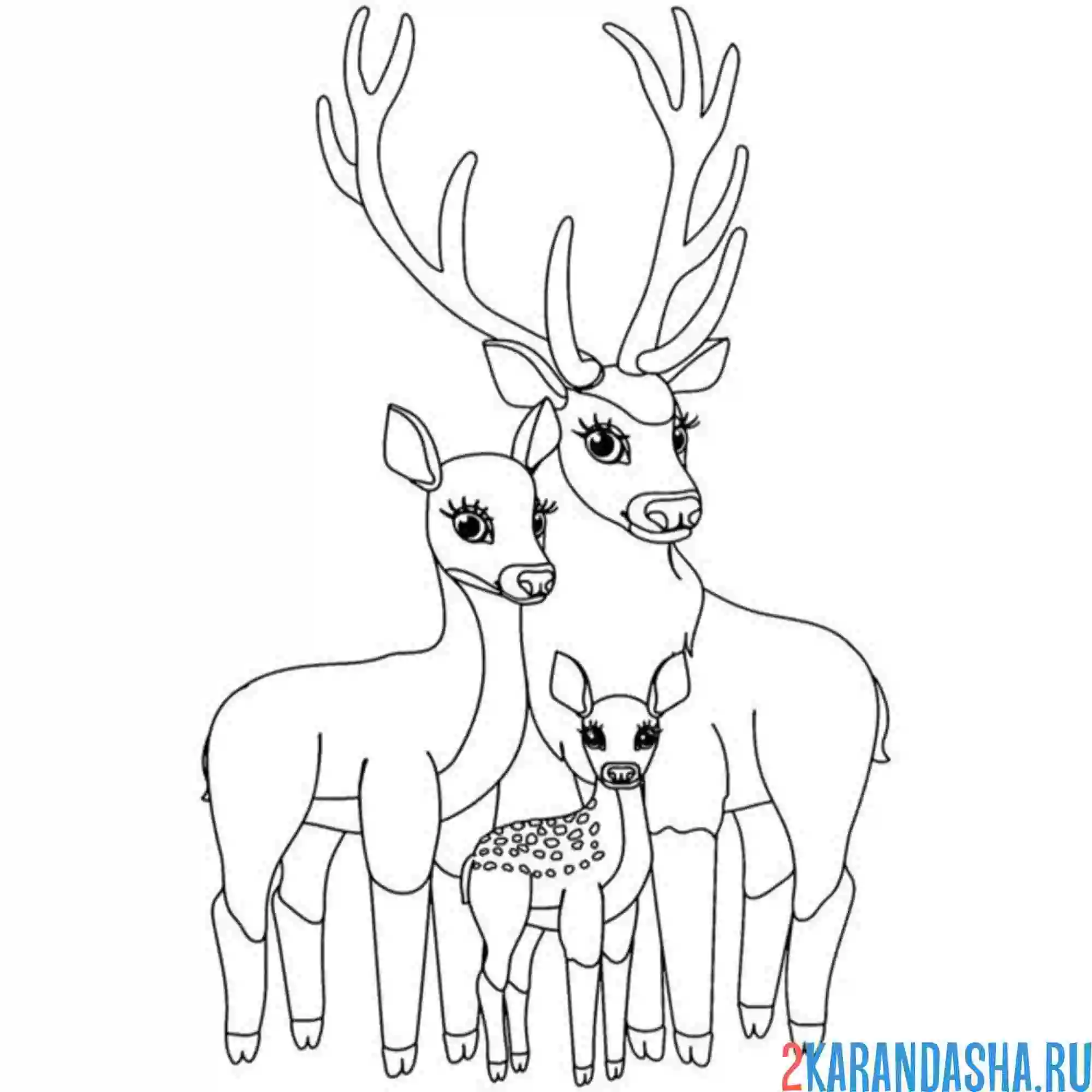 Раскраска семья оленей
