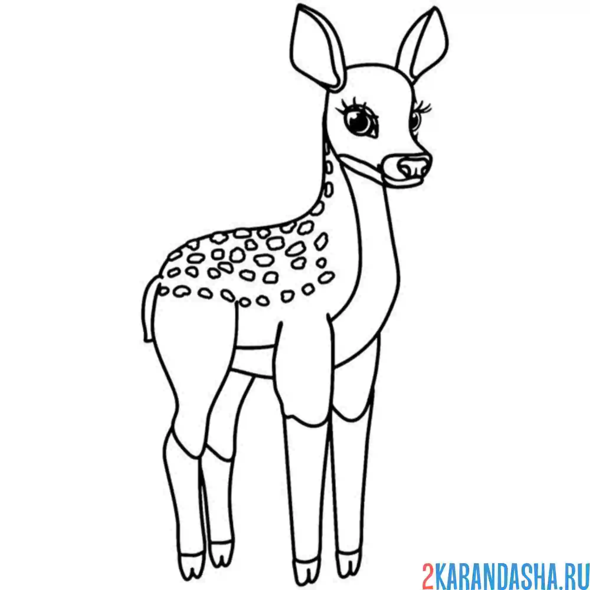 Раскраска маленький молоденький олень