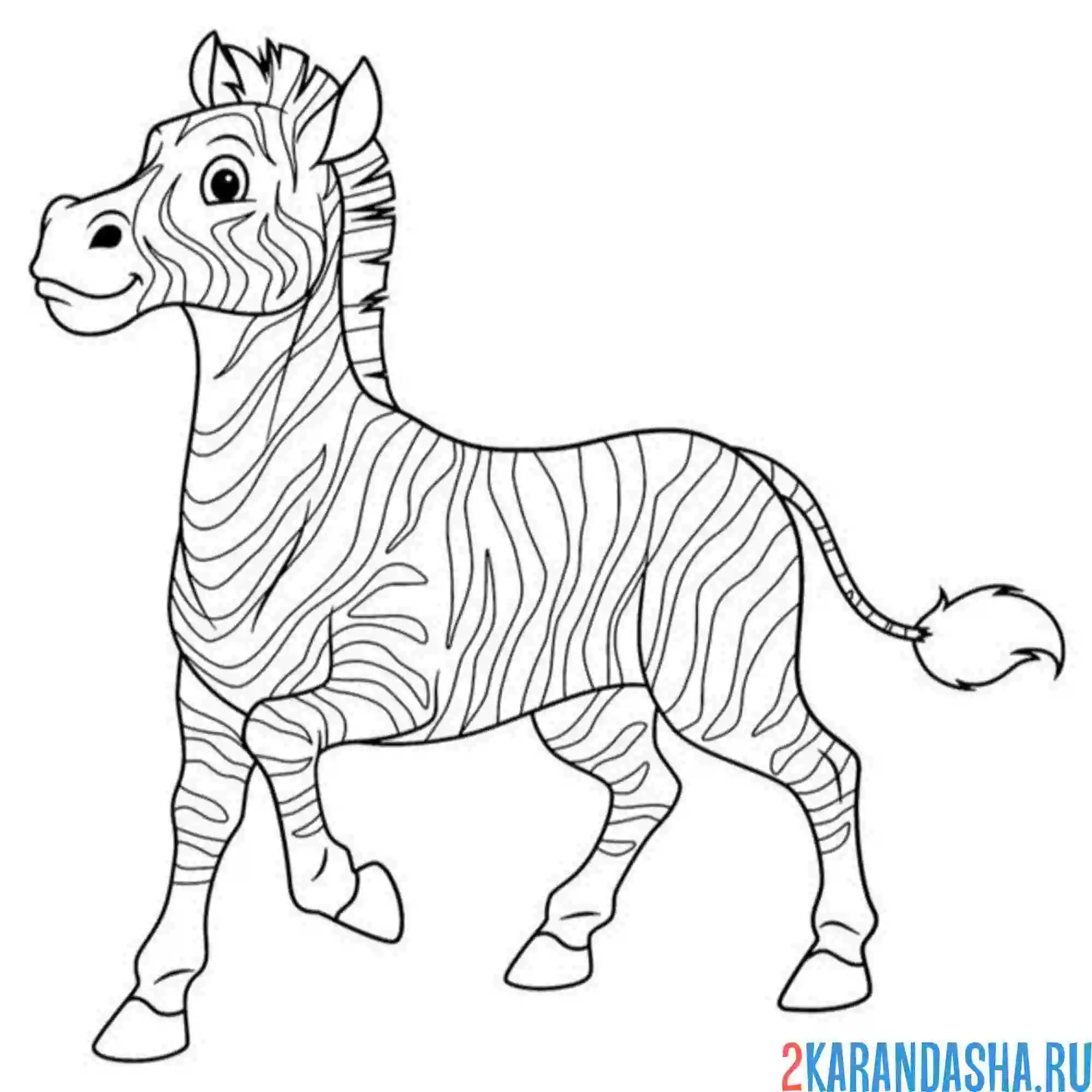 Раскраска зебра лошадка