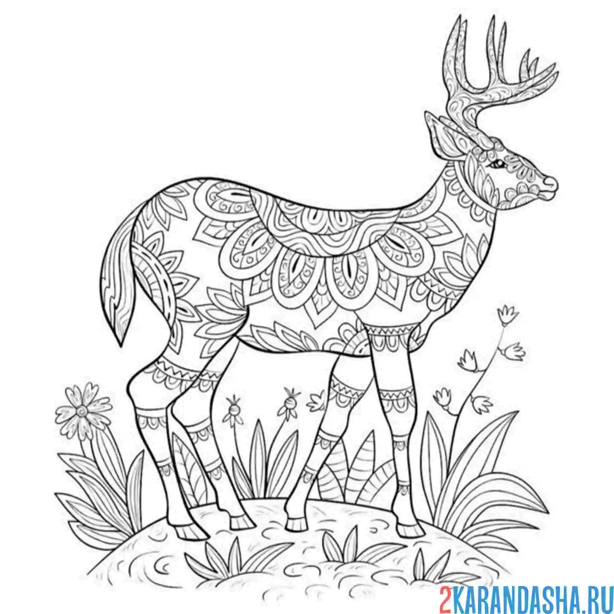 Раскраска антистресс олень в траве