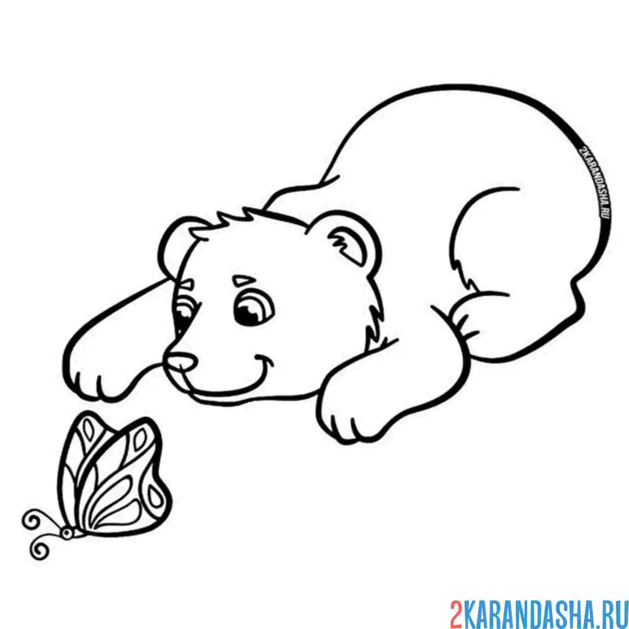 Раскраска милый медведь играет с бабочкой