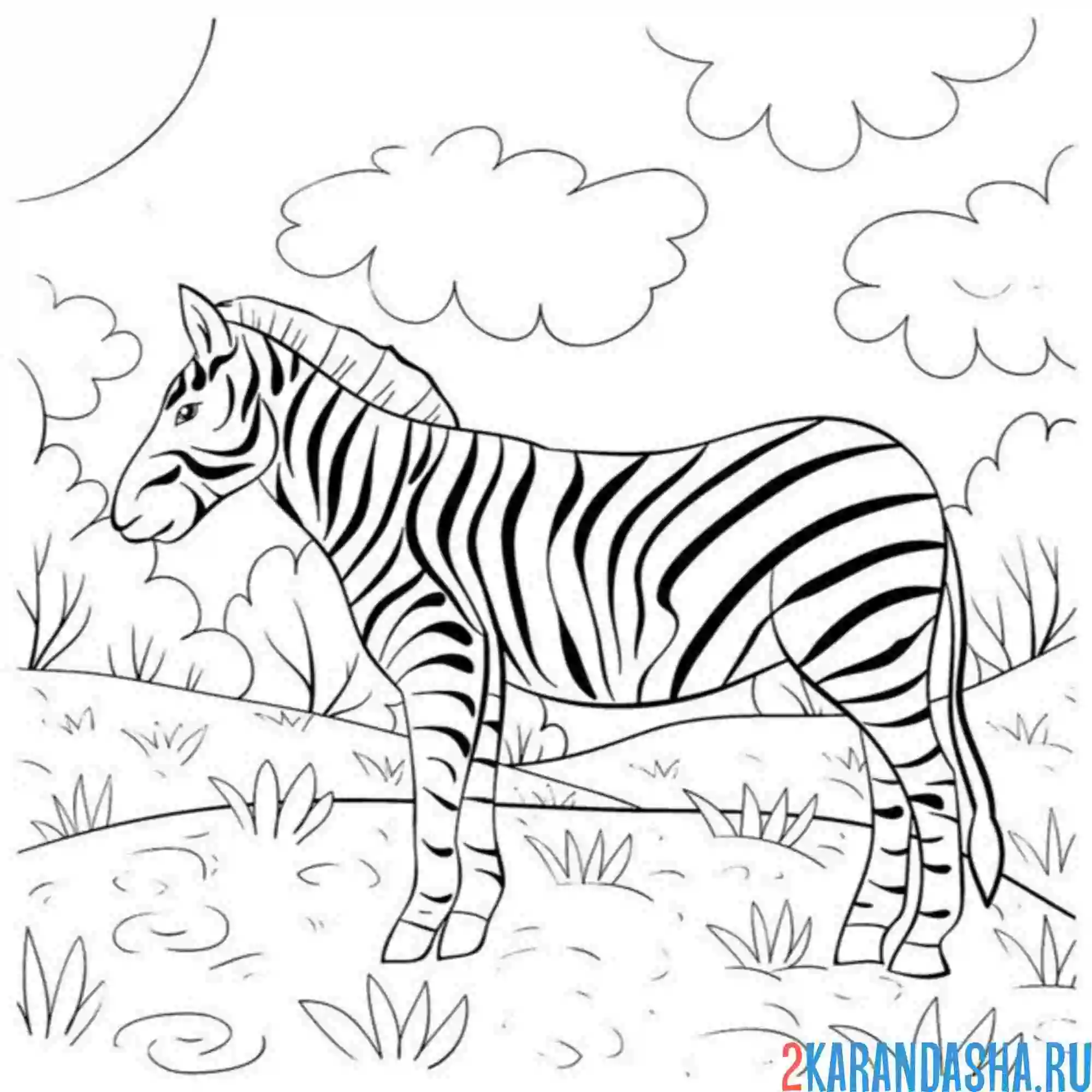 Раскраска зебра на лужайке