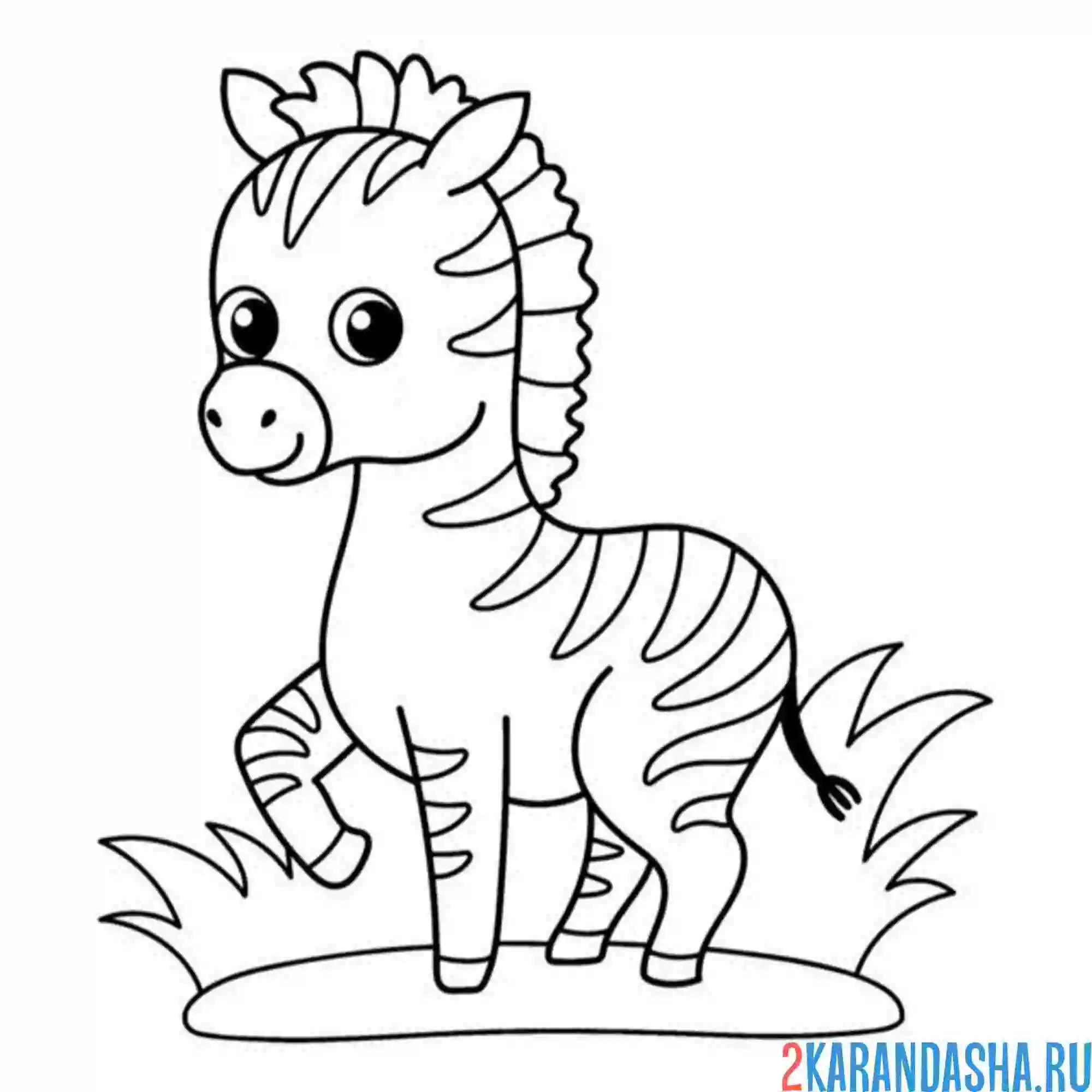 Раскраска зебра малыш