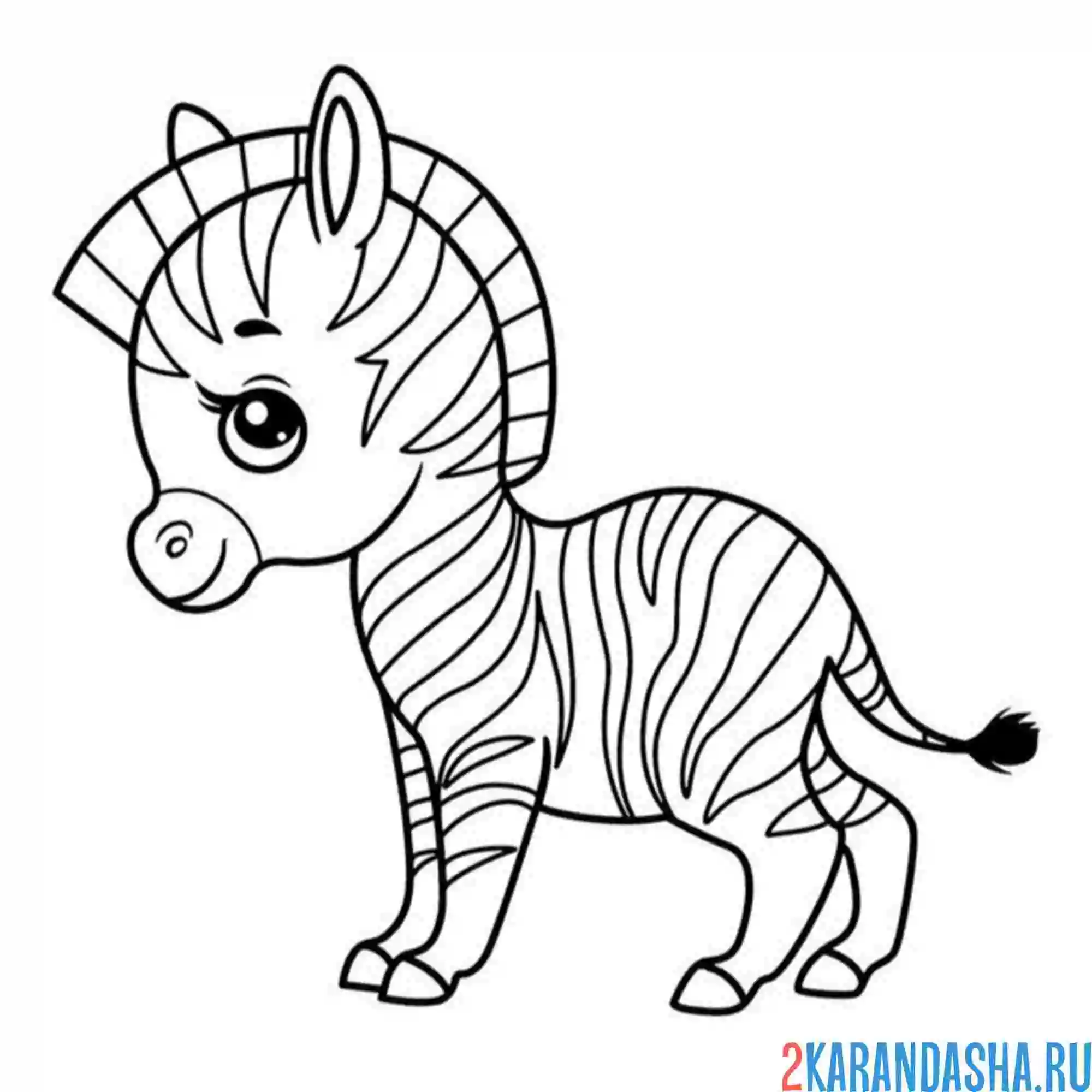 Раскраска малыш зебра