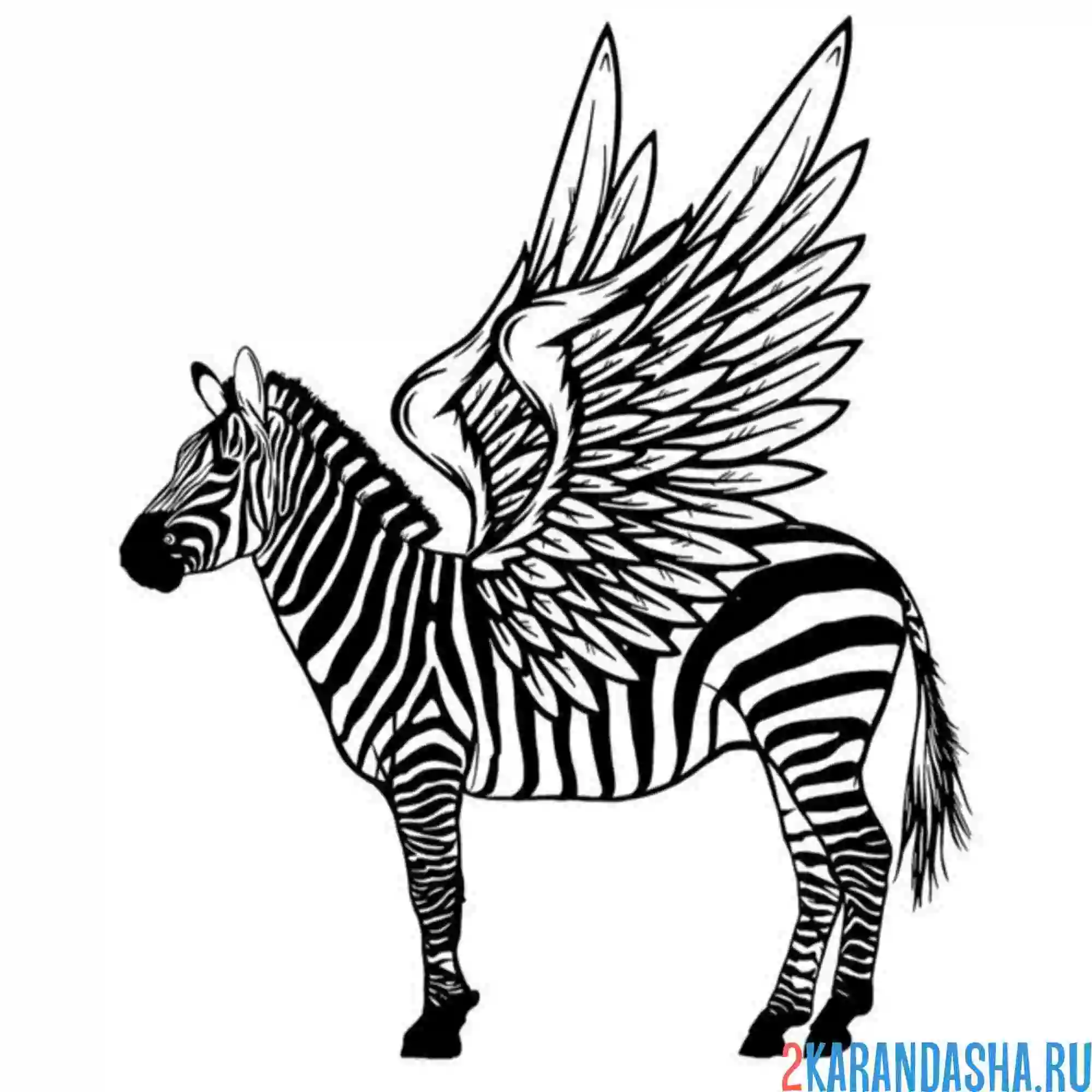 Раскраска зебра-пегас