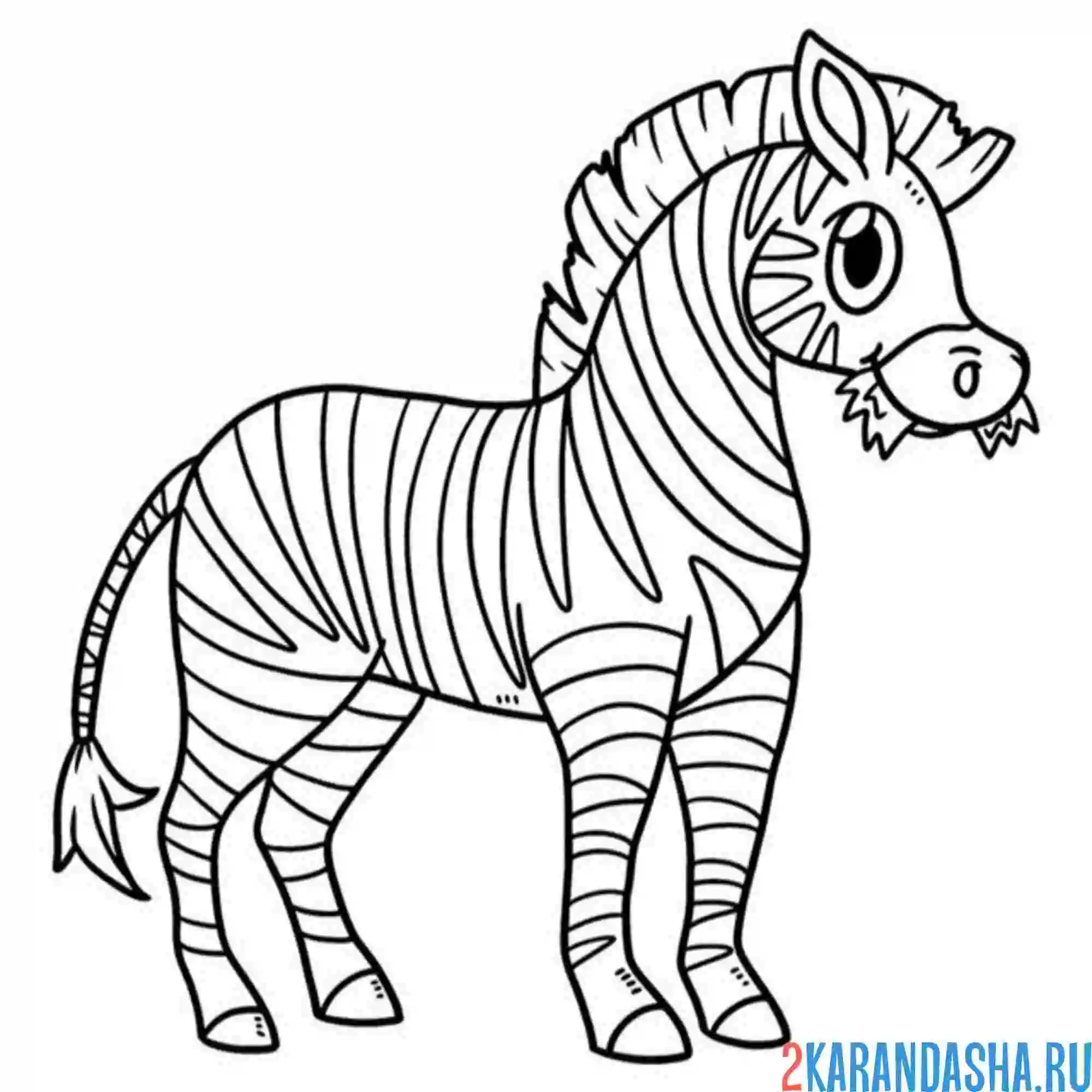Раскраска зебра с белыми полосками
