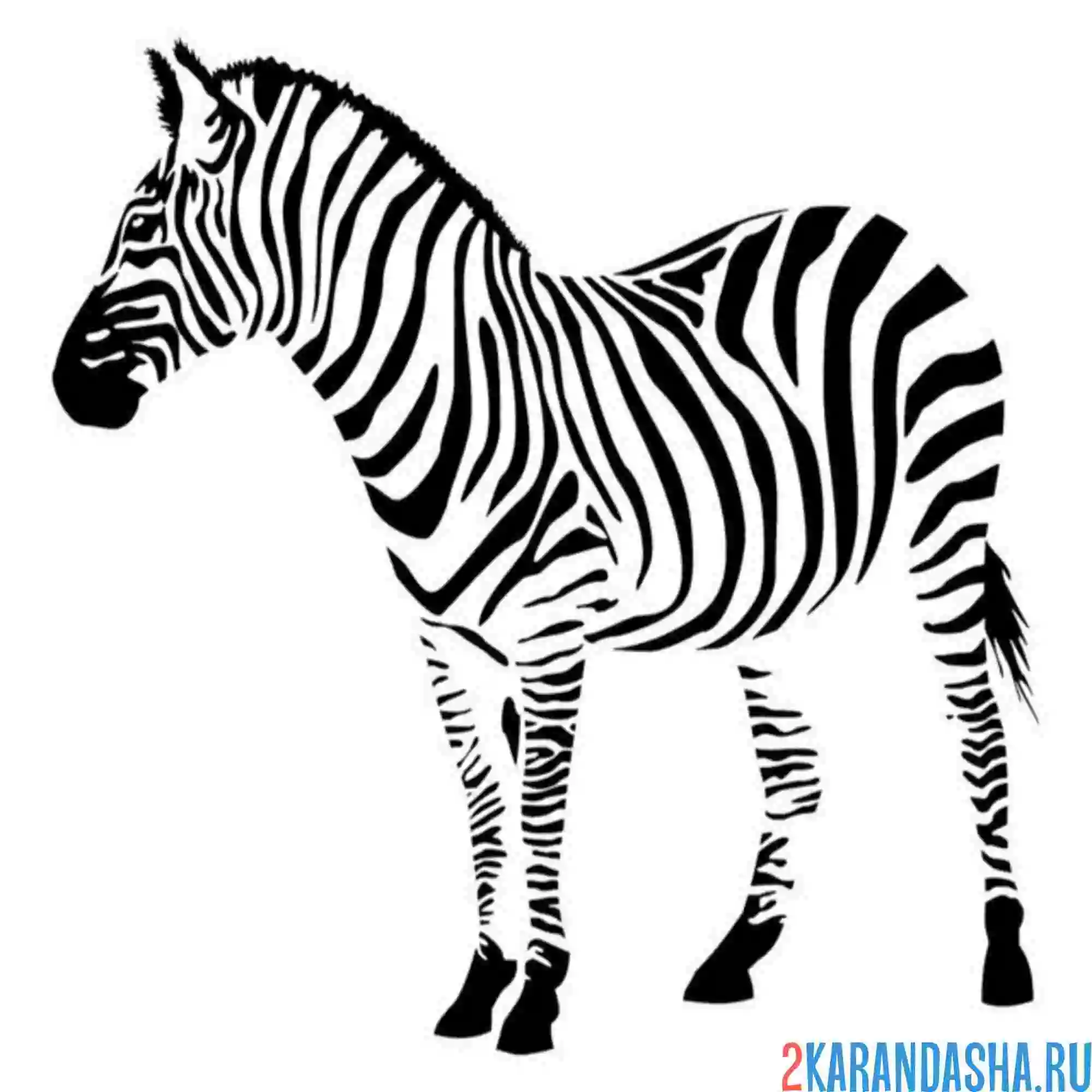 Раскраска зебра в полоску