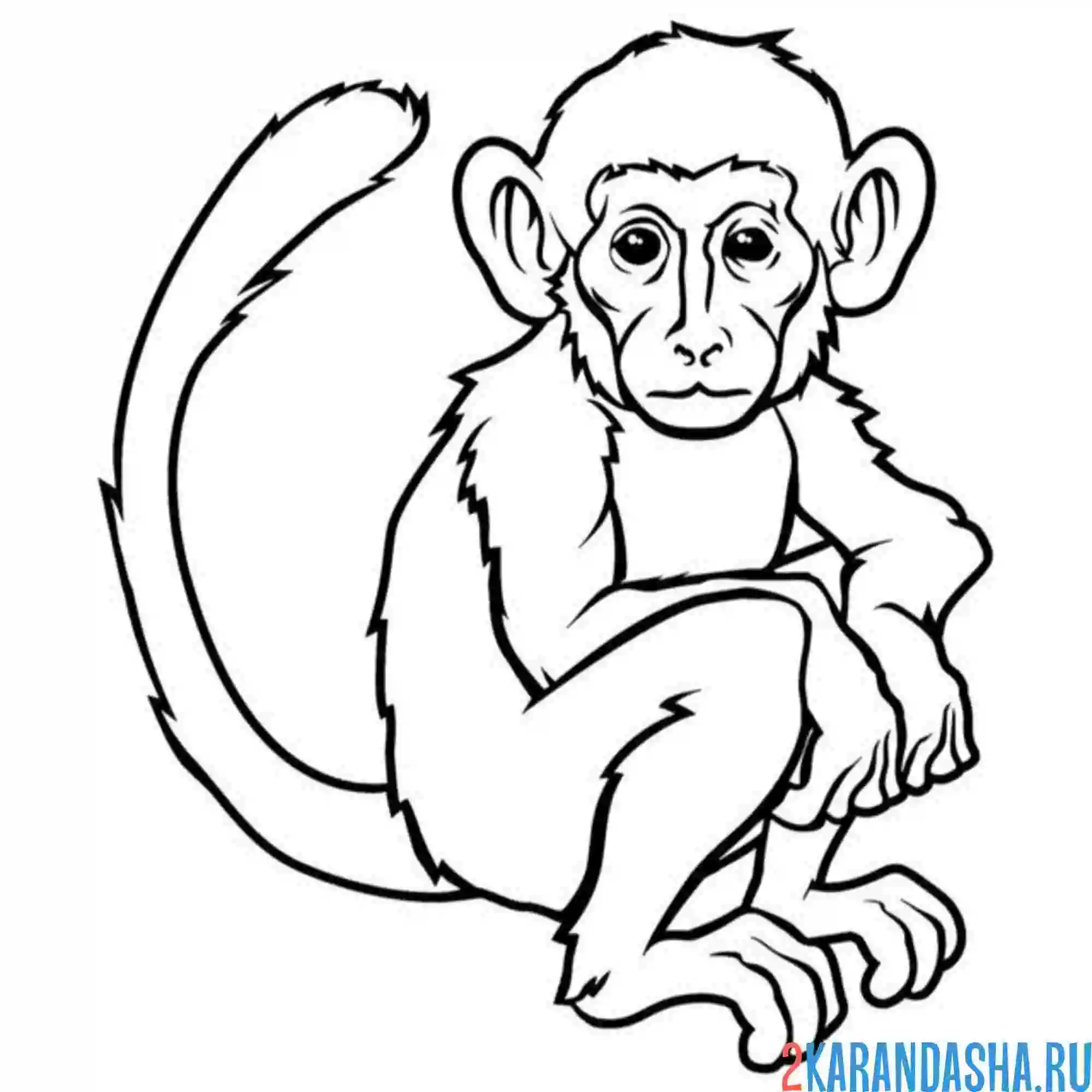 Раскраска шимпанзе