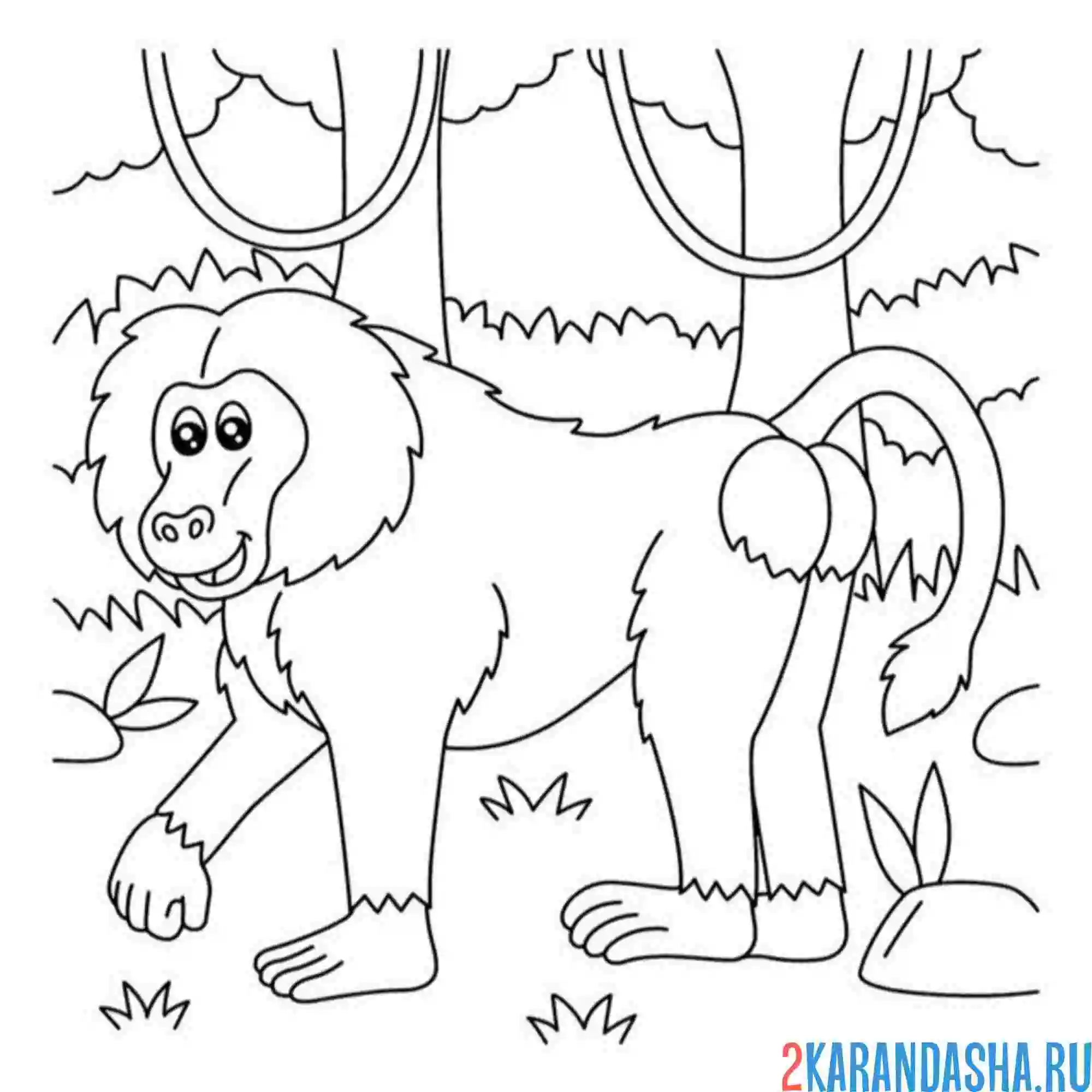 Раскраска бабуин