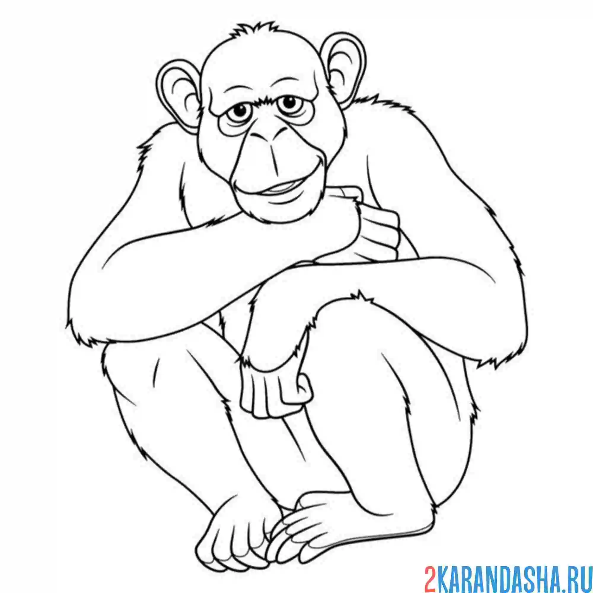 Раскраска взрослая обезьяна