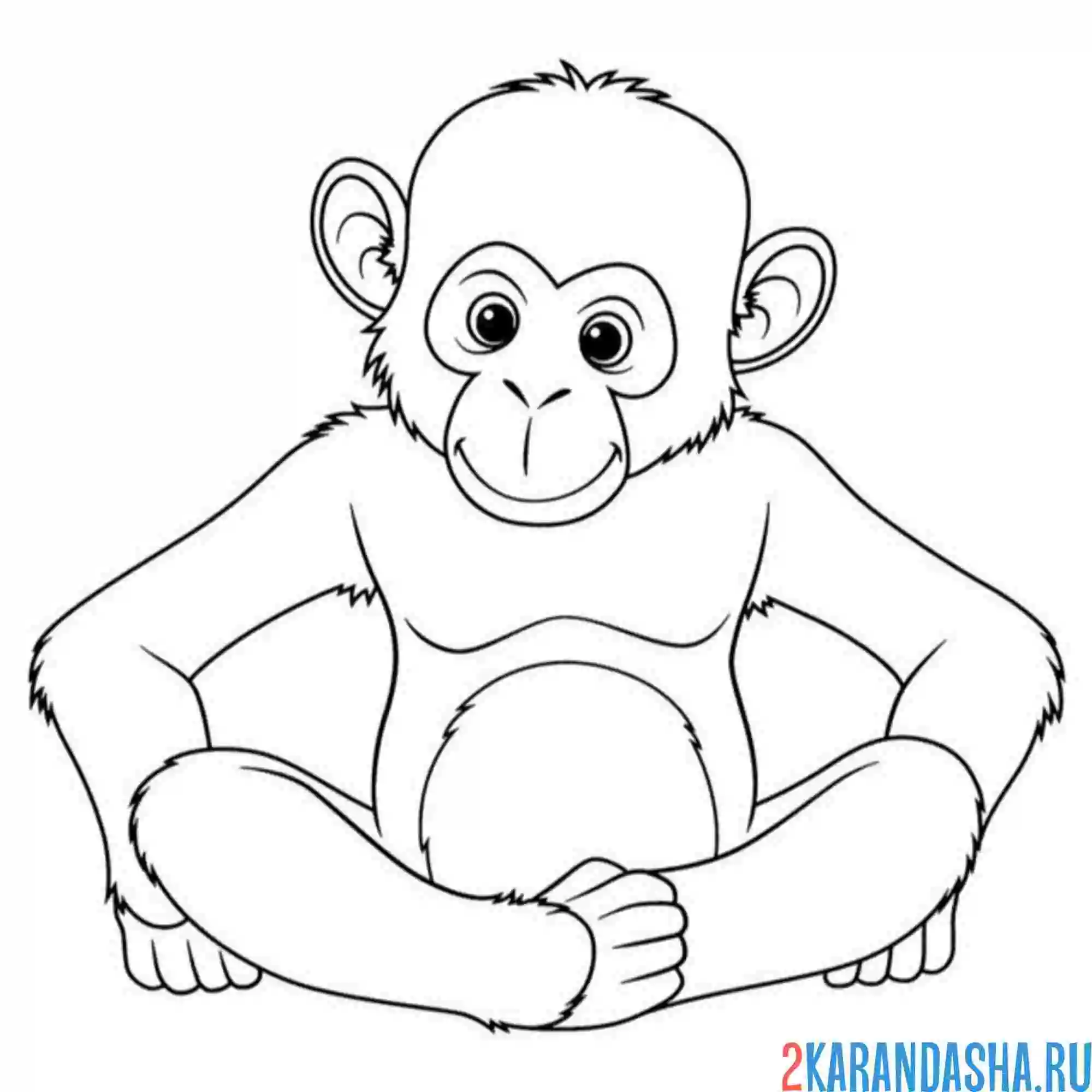 Раскраска сидит обезьянка