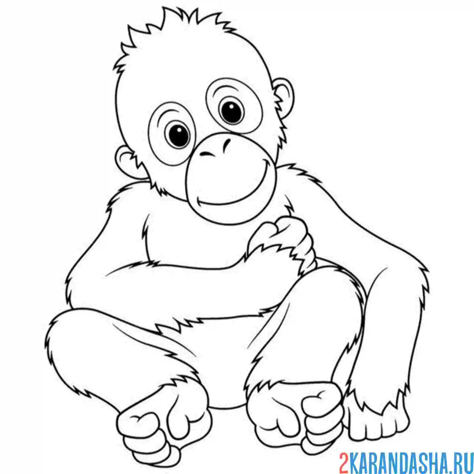 Раскраска малыш шимпанзе обезьянка
