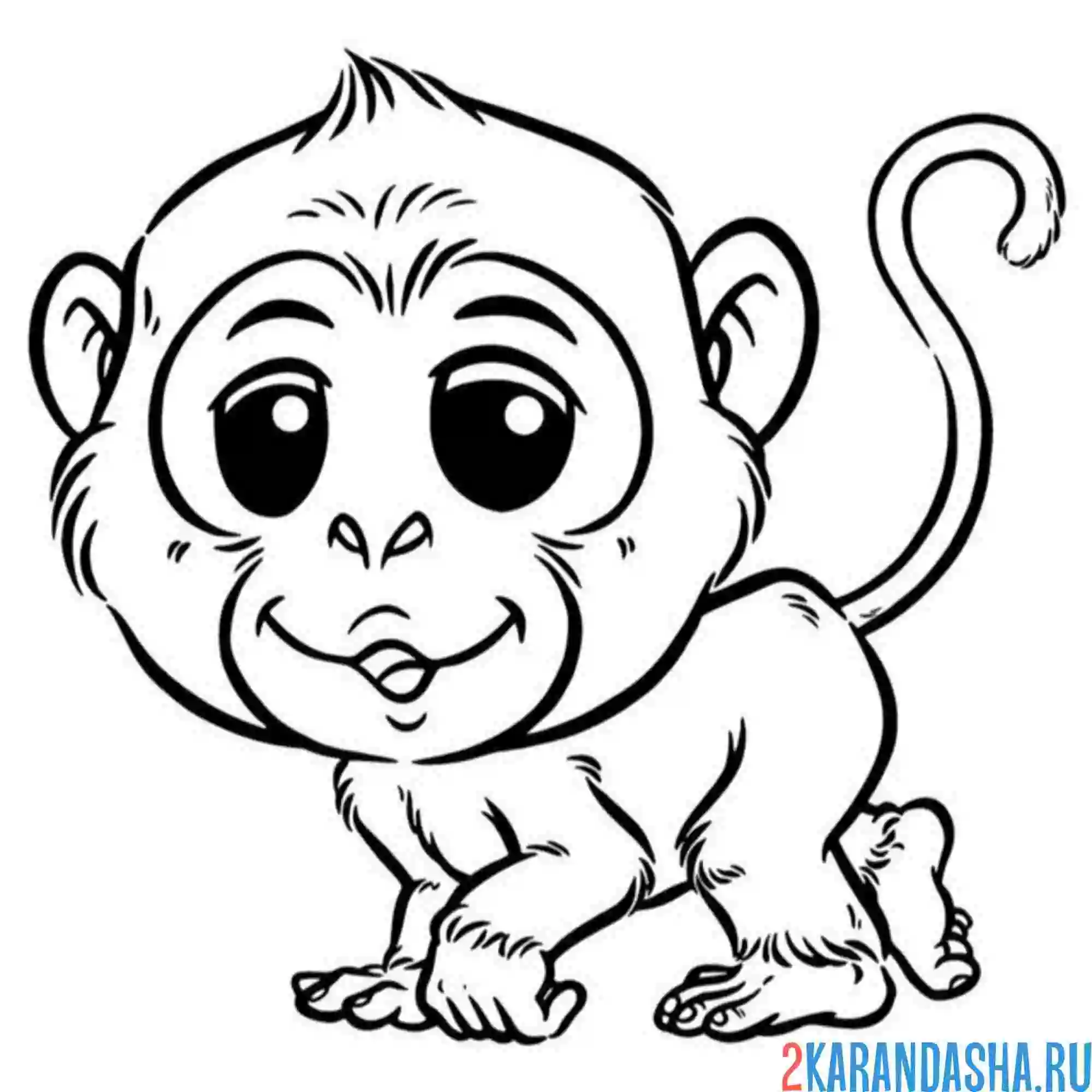 Раскраска небольшая обезьяна