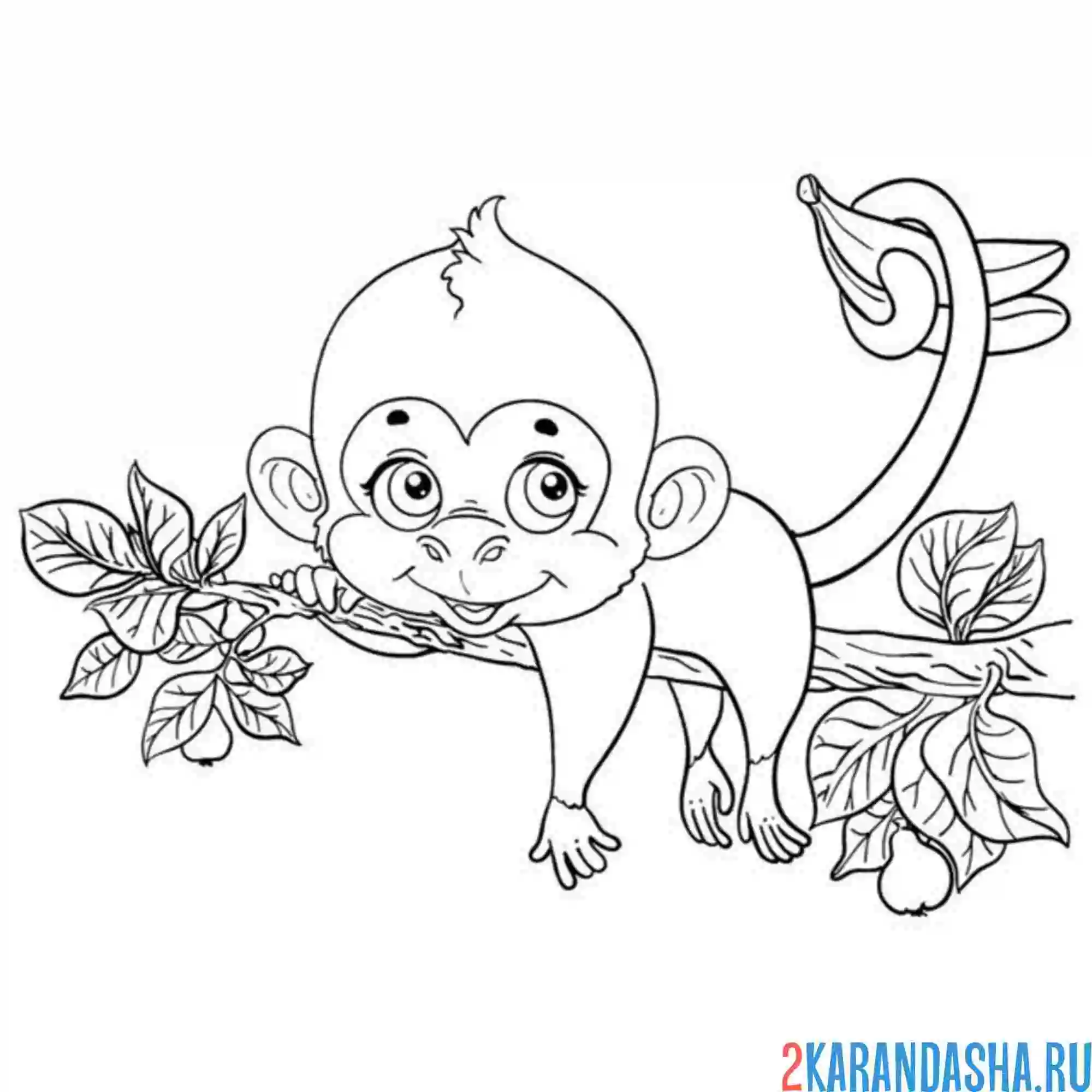 Раскраска обезьянка отдыхает