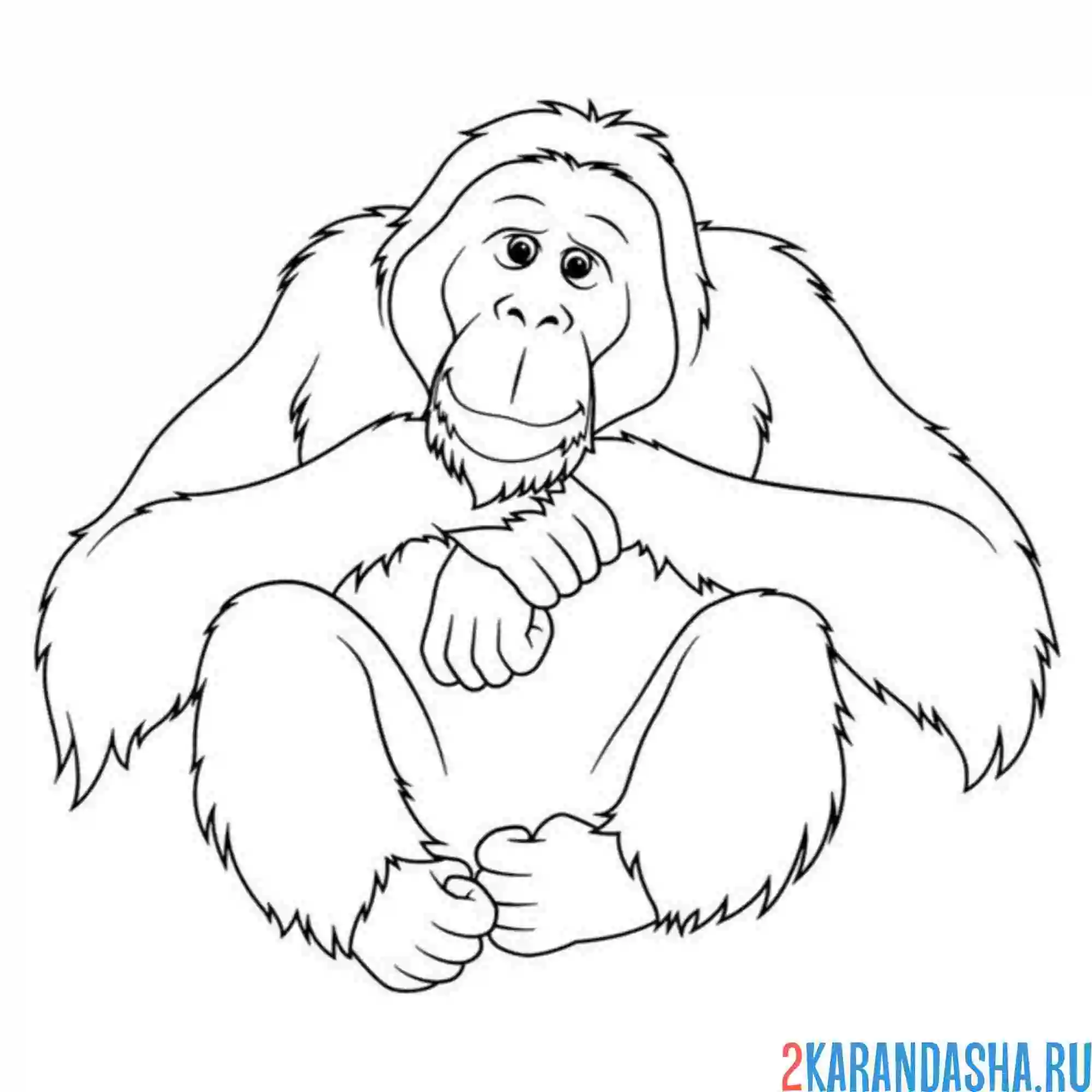 Раскраска обезьяна настоящая