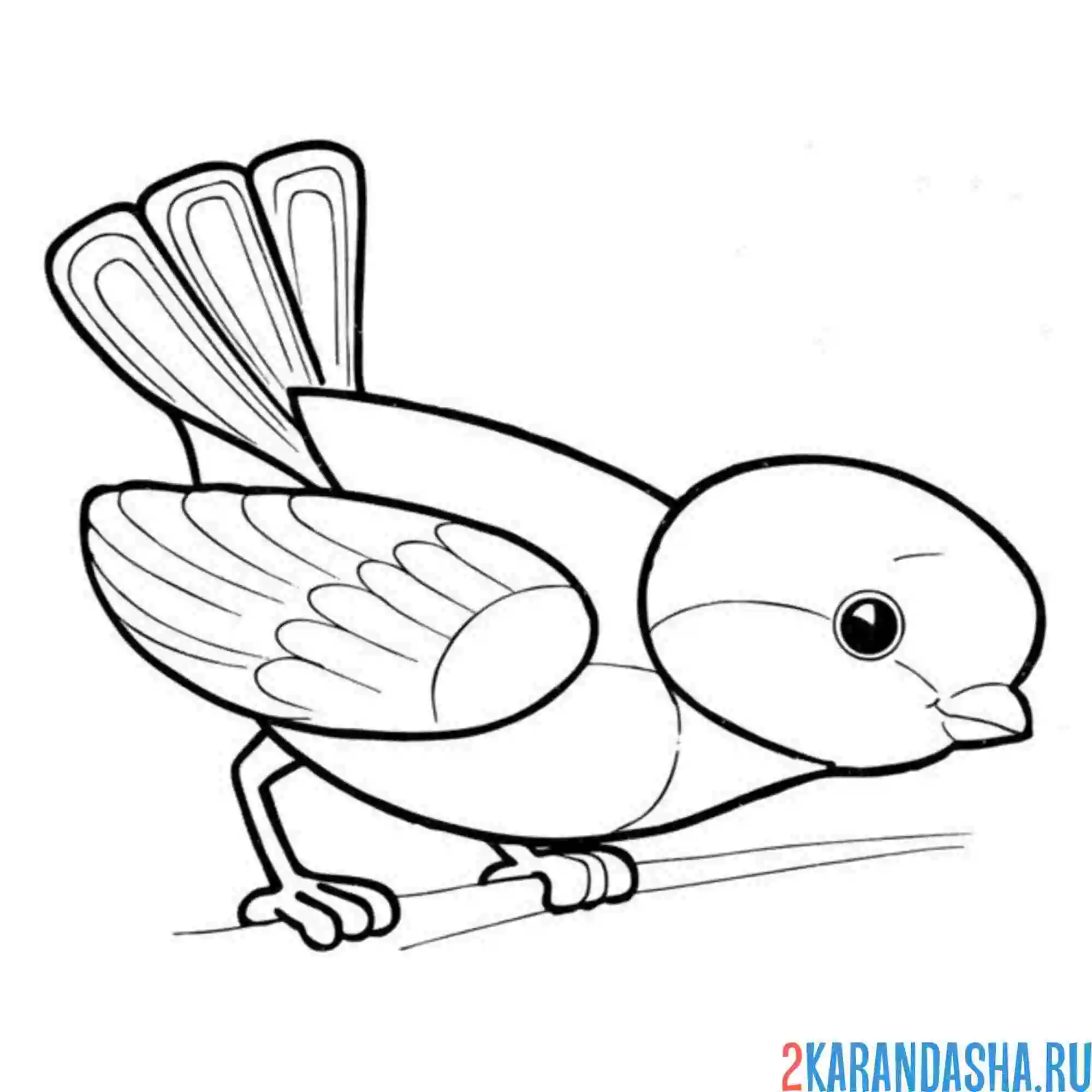 Раскраска простая синичка