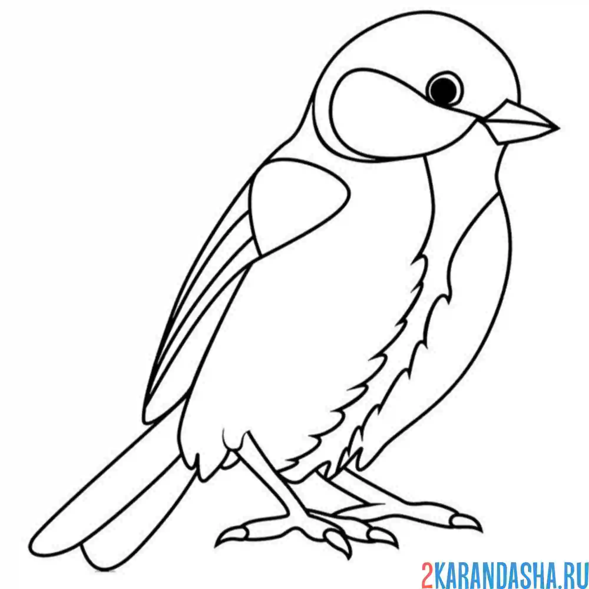 Раскраска синичка стоит