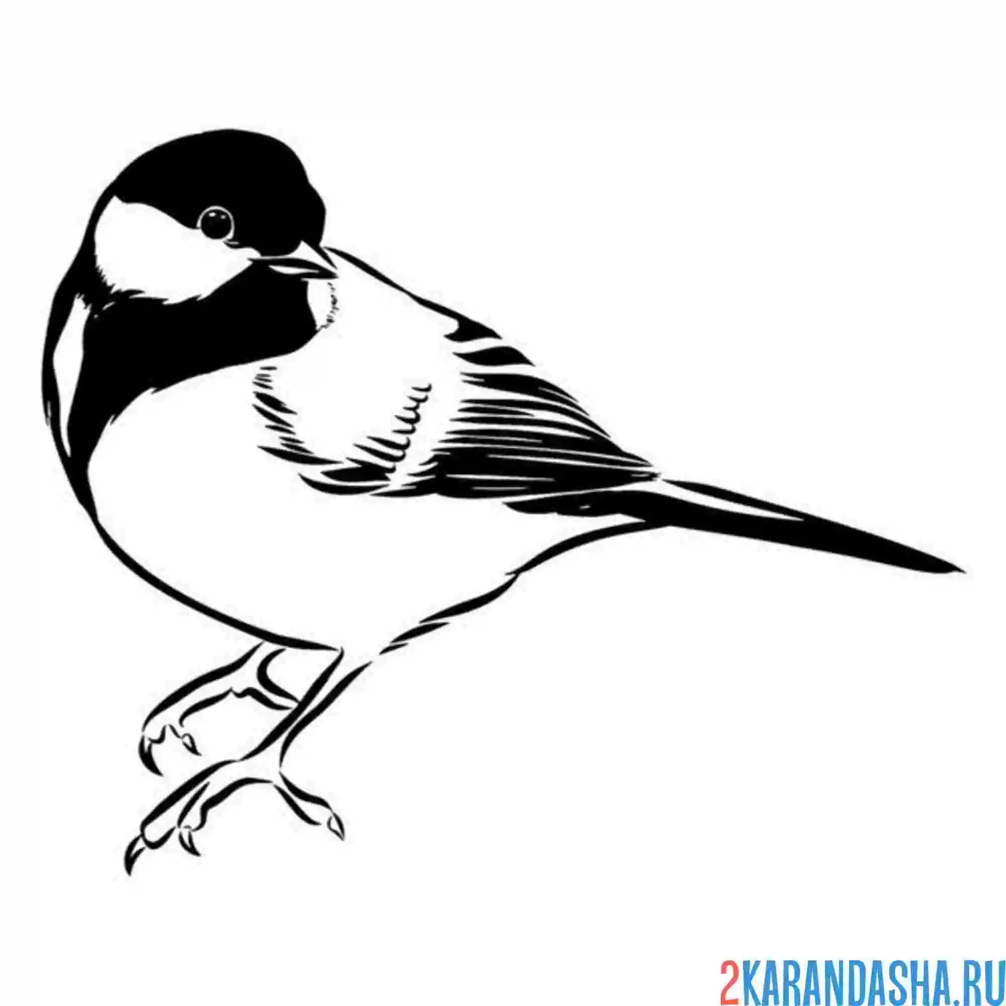 Раскраска синичка малышка