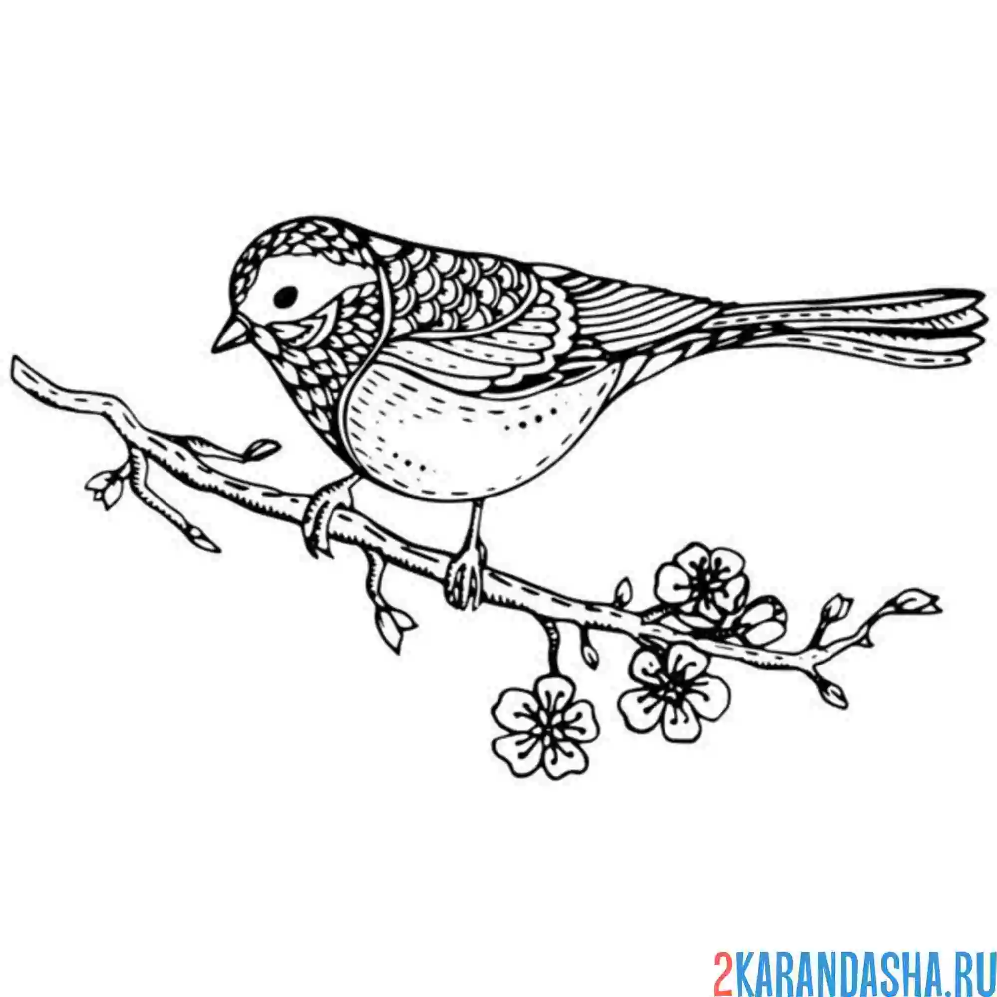 Раскраска синичка на ветке