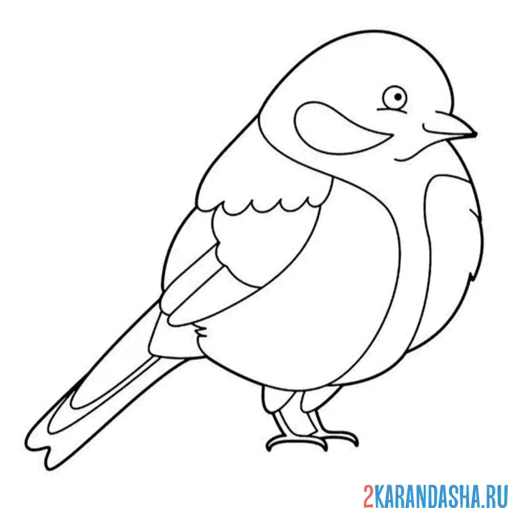 Раскраска пушистая синичка