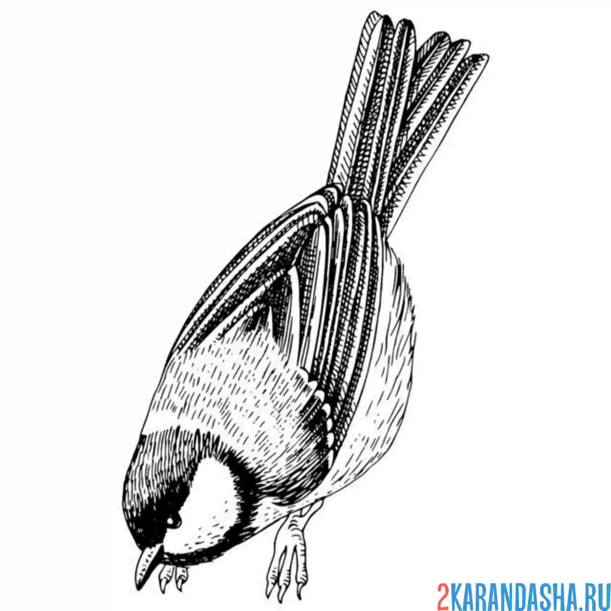 Раскраска синичка ест