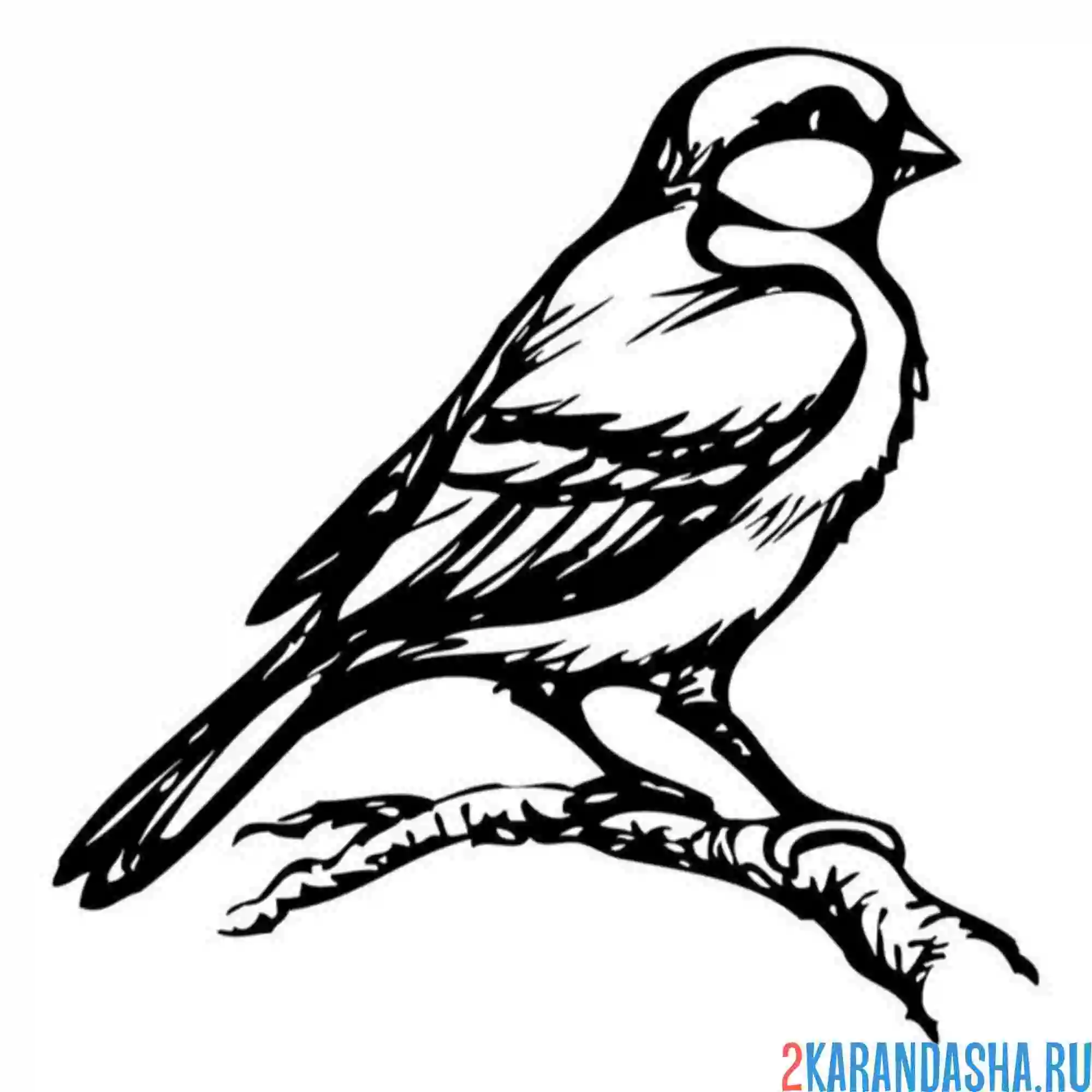 Раскраска синица на ветке