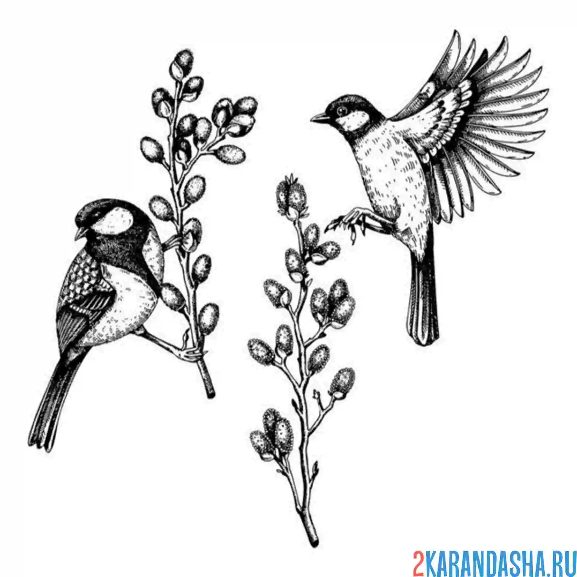 Раскраска синички весной